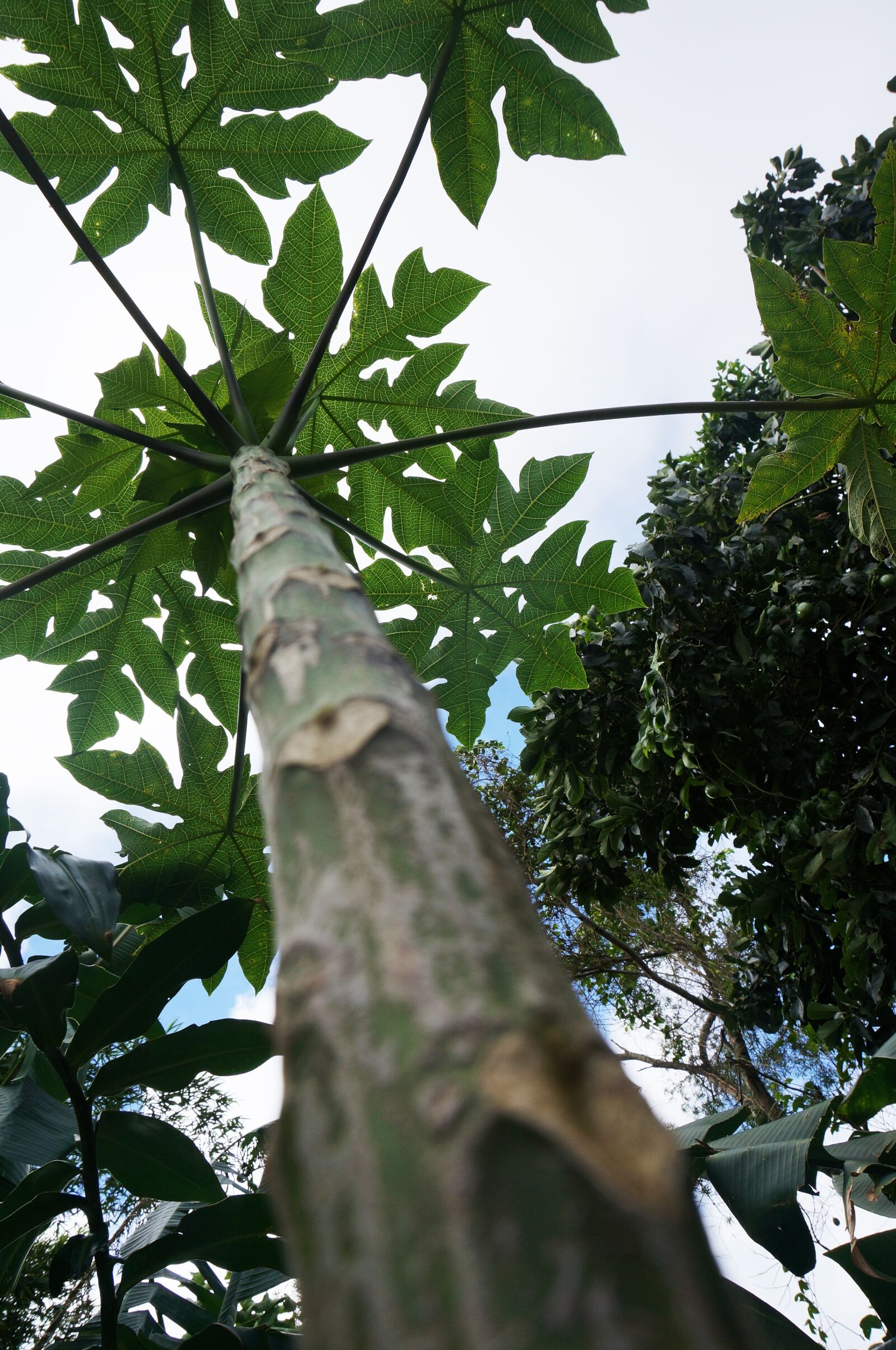 Sony Alpha NEX-5T sample photo. Hawaii, plants, jungle photography