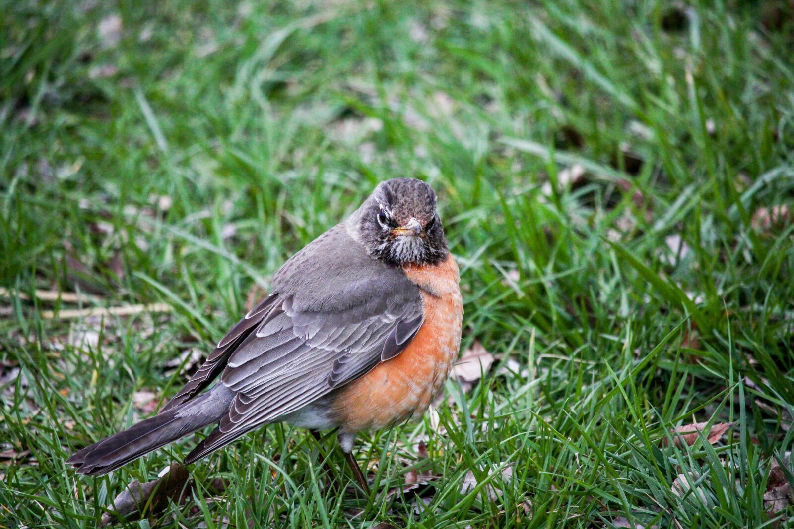 Canon EOS 700D (EOS Rebel T5i / EOS Kiss X7i) sample photo. Nature, grass, outdoors photography