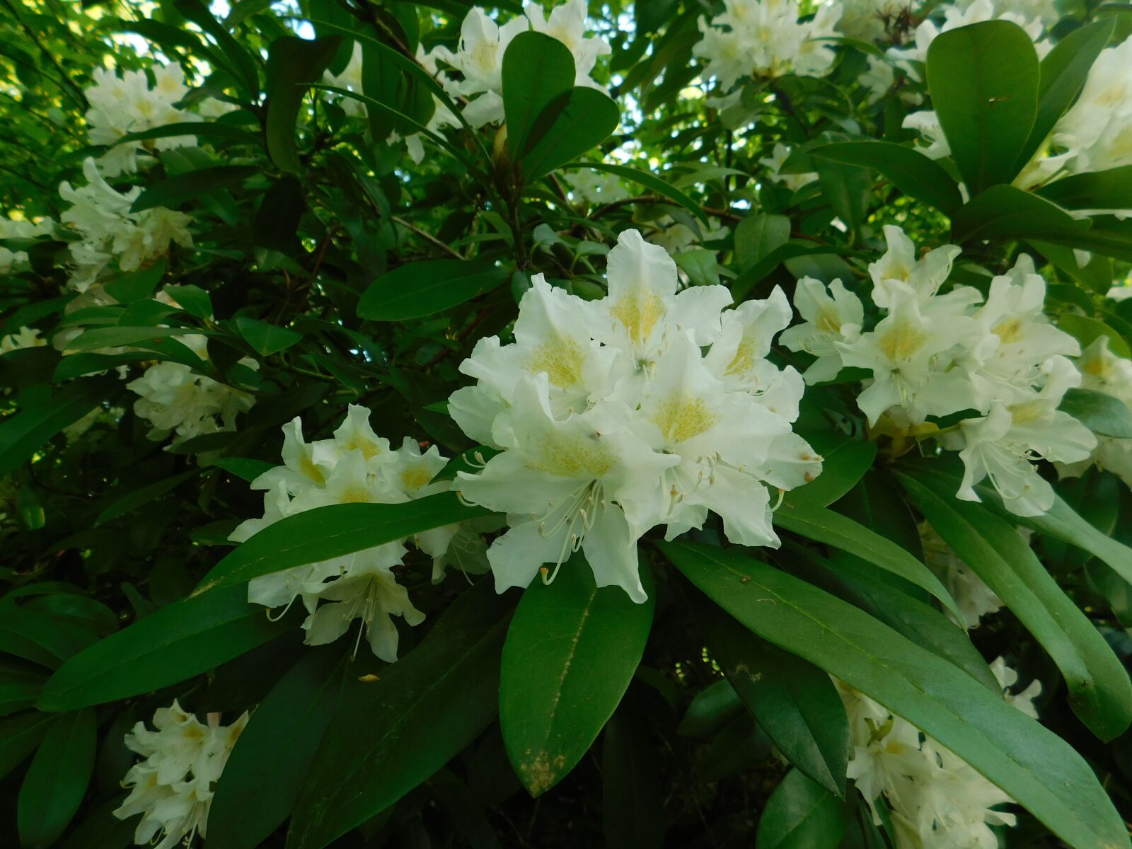 Nikon Coolpix B500 sample photo. Rhododendron, flower, blossom photography