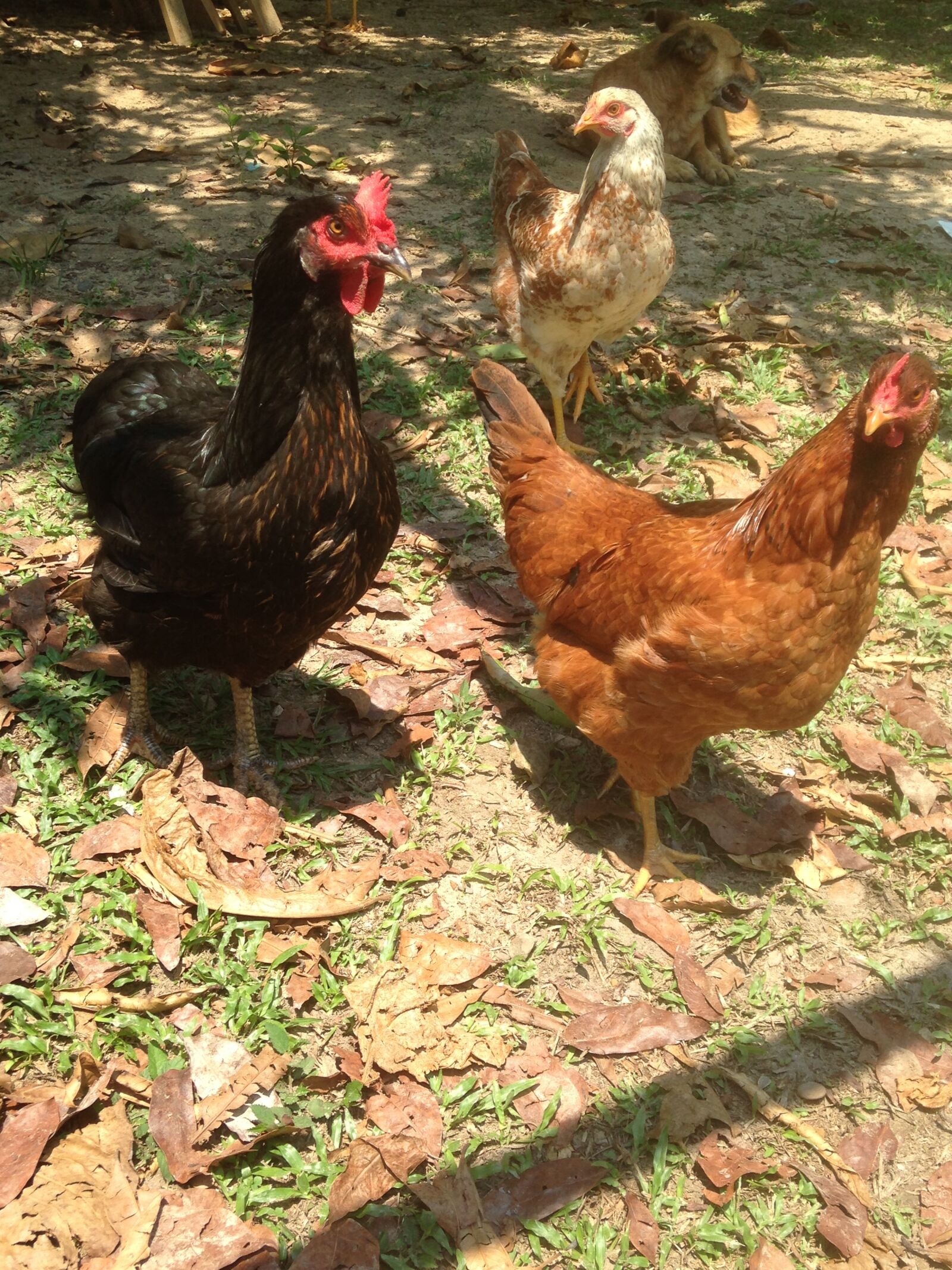 iPhone 5c back camera 4.12mm f/2.4 sample photo. Agriculture, animal, animal, farming photography