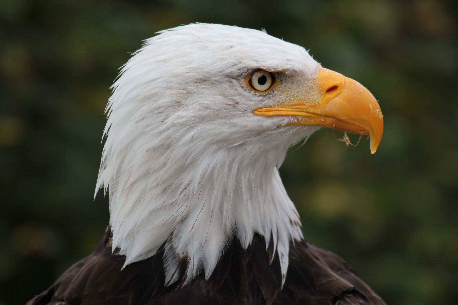 Canon EOS 550D (EOS Rebel T2i / EOS Kiss X4) sample photo. Park, adler, raptor photography
