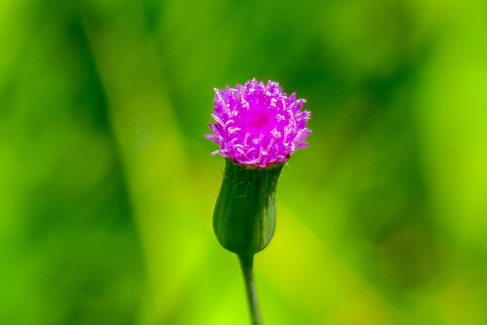 Canon PowerShot G3 X sample photo. Flower, plant, nature photography