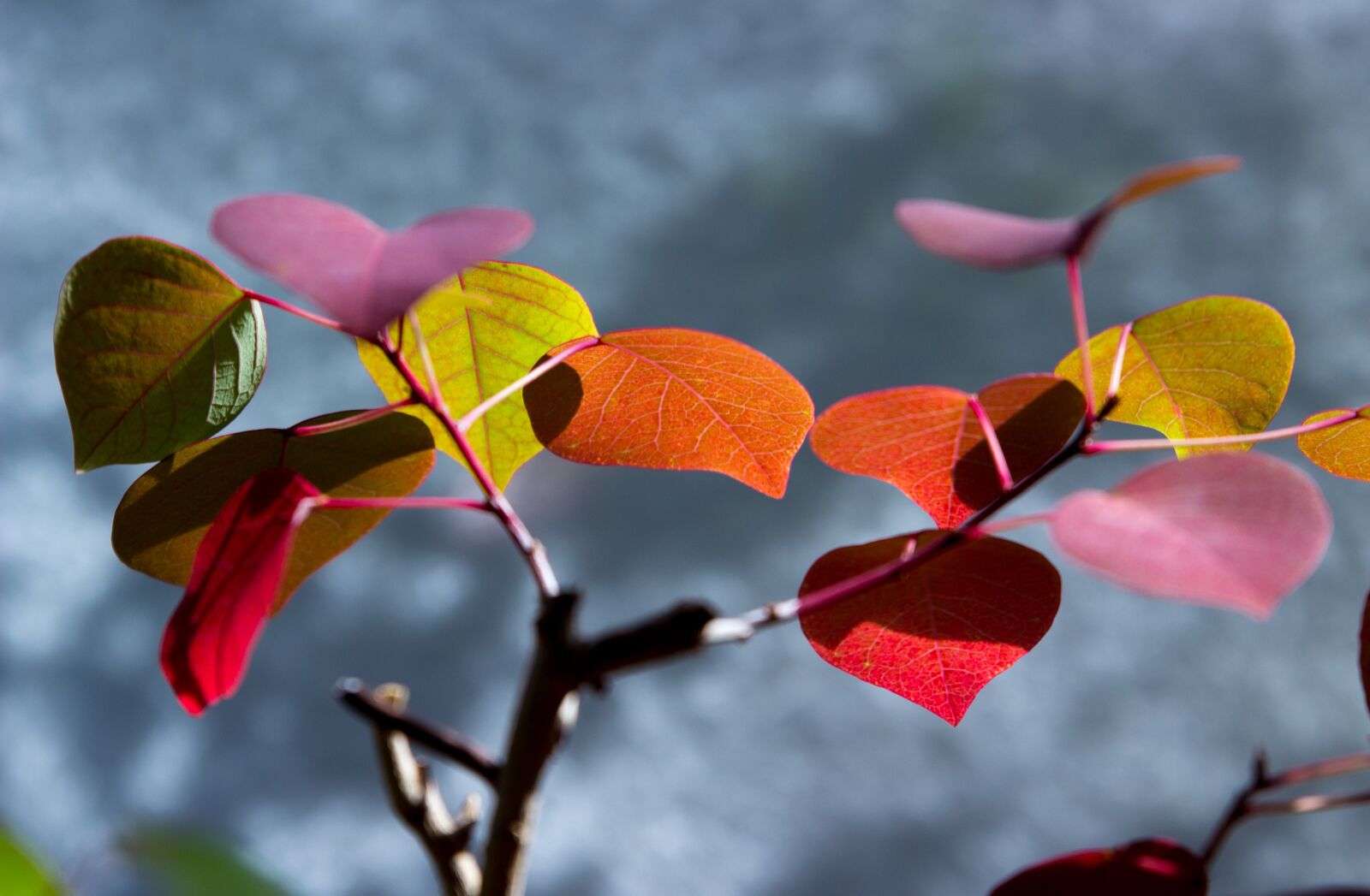 Canon EOS 600D (Rebel EOS T3i / EOS Kiss X5) sample photo. Flower, leaves, potted plant photography