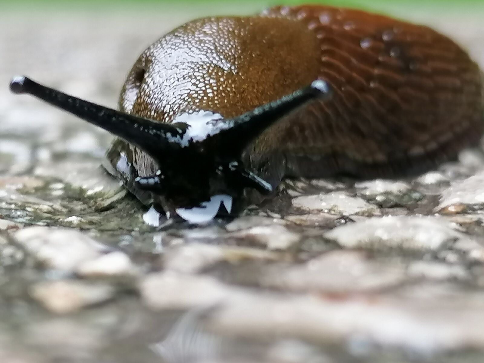 HUAWEI P30 LITE sample photo. Snail, nature, mollusk photography