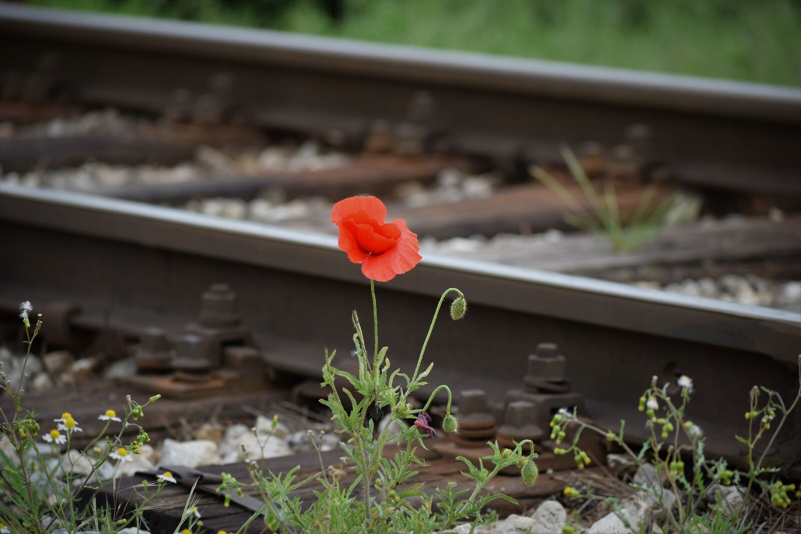 Nikon D3300 sample photo. One red poppy, compassion photography