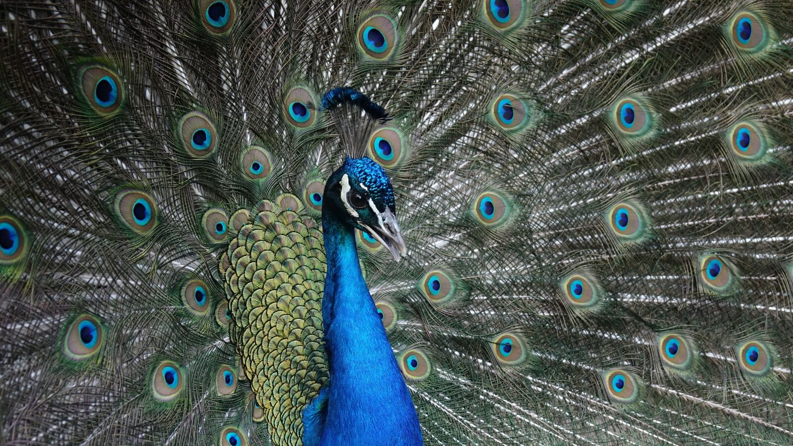 Sony Cyber-shot DSC-RX10 III sample photo. Peacock, bird, feather photography