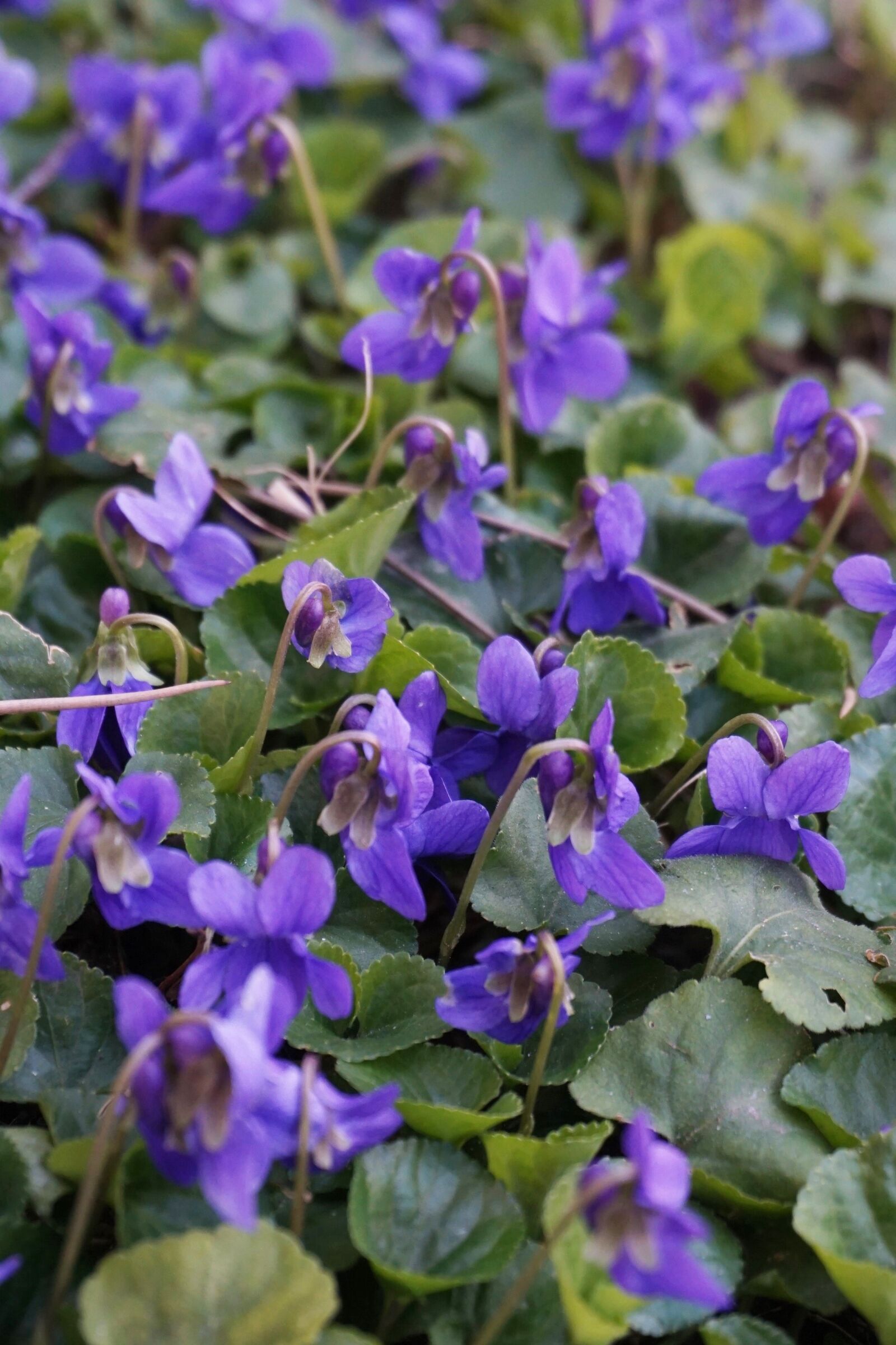 Sony Alpha a5000 (ILCE 5000) sample photo. Spring, flower, nature photography