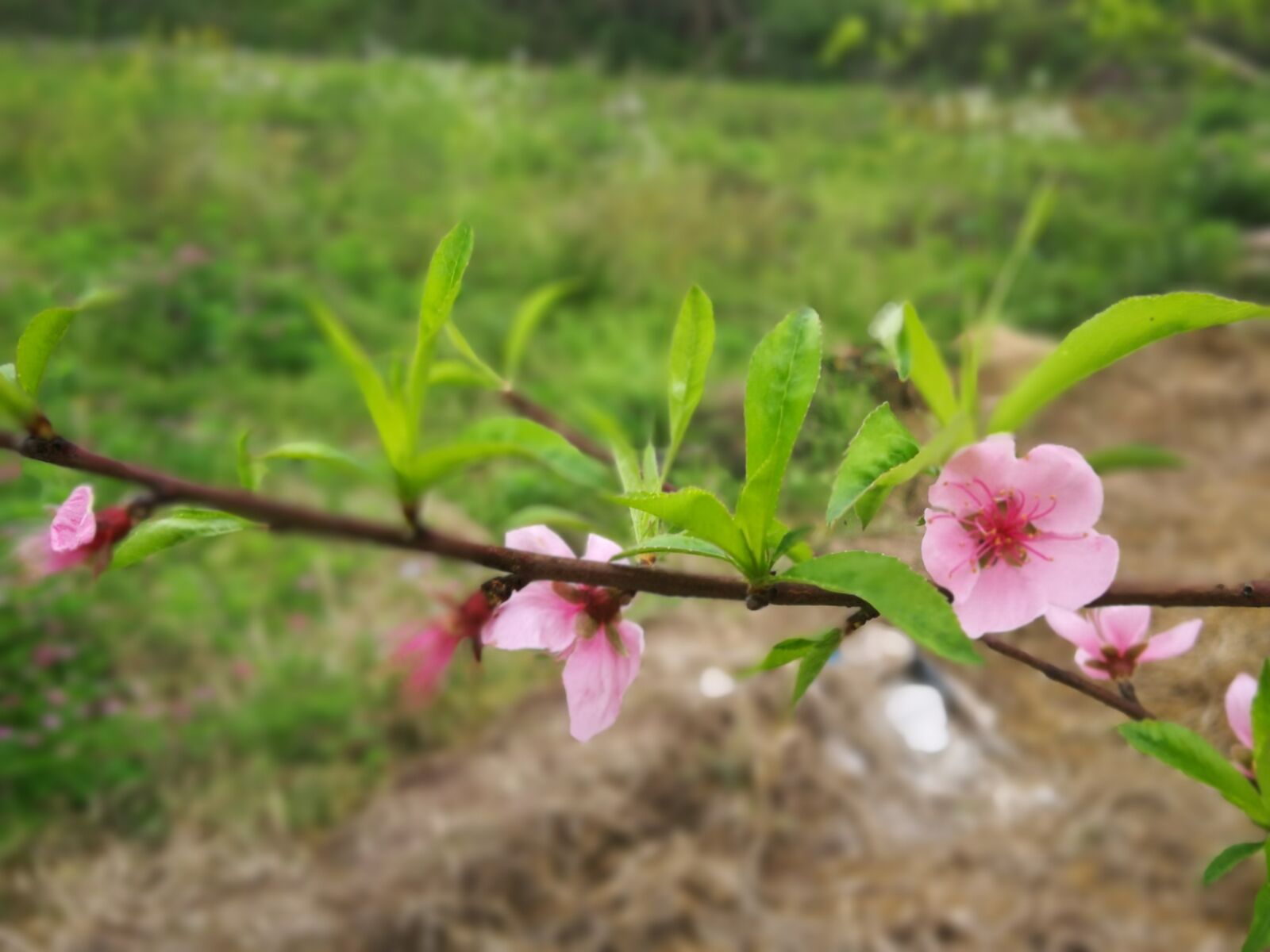 HUAWEI P10 sample photo. Spring, flower, nature photography