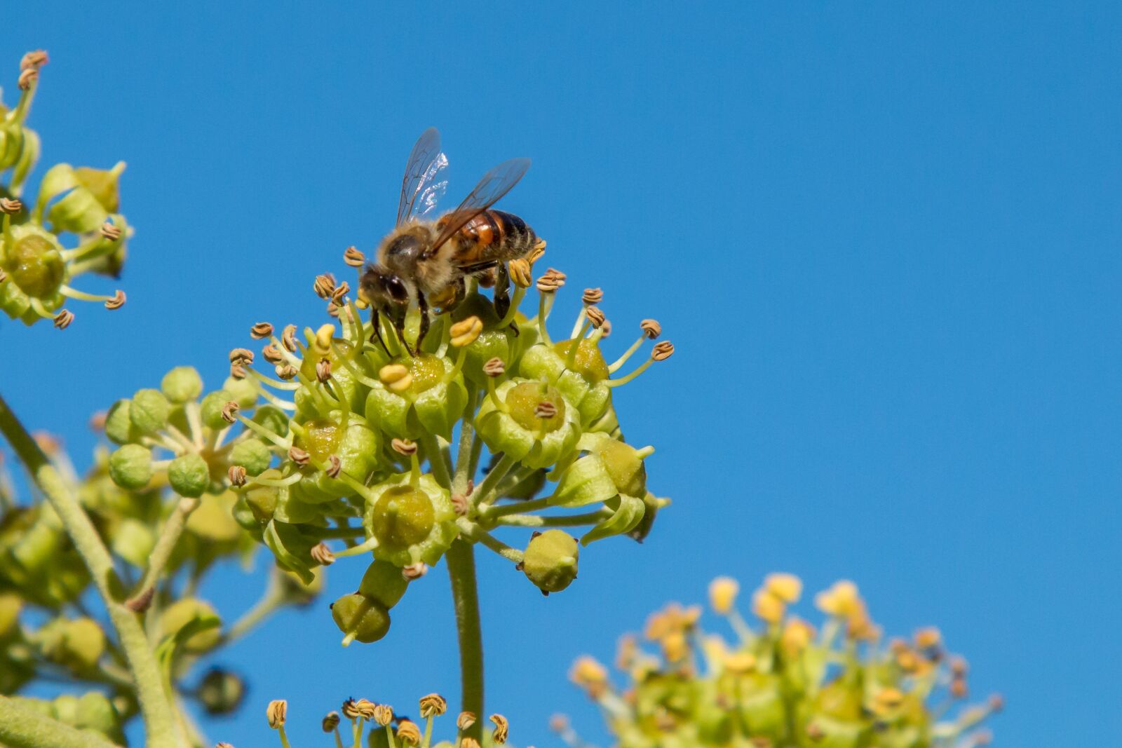 Canon EOS 70D + Canon EF 24-105mm F4L IS USM sample photo. Bee, nectar, honey bee photography