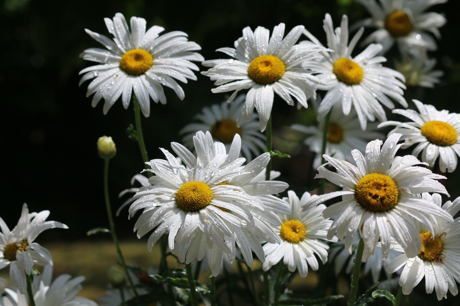 Canon EOS 70D sample photo. Daisies, flowers, summer photography