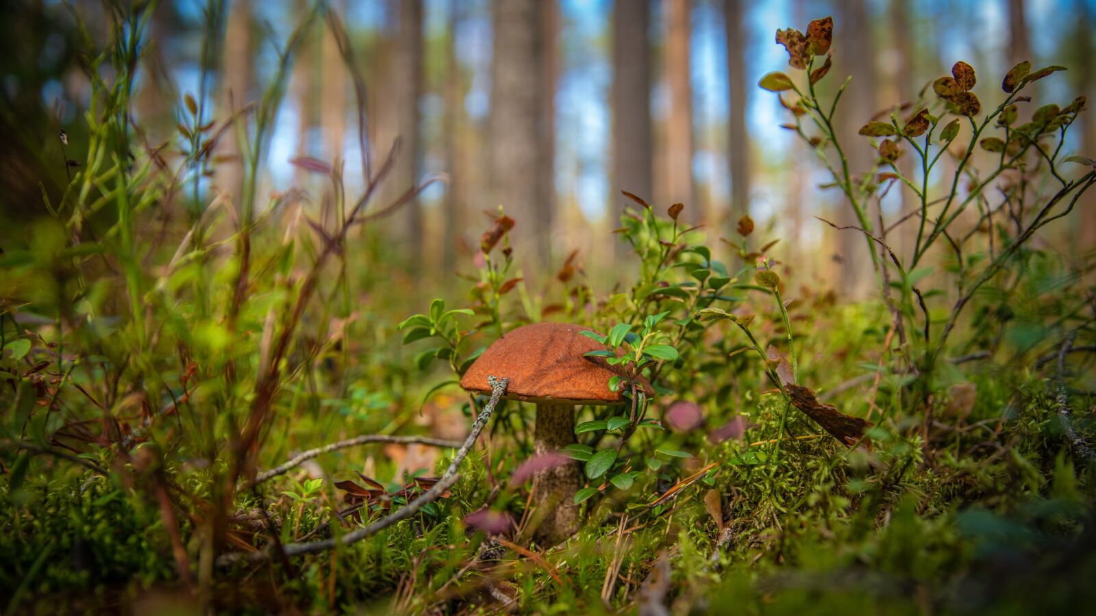 Sony a7R II + Canon EF 24-70mm F2.8L II USM sample photo. Mushroom, forest, autumn photography