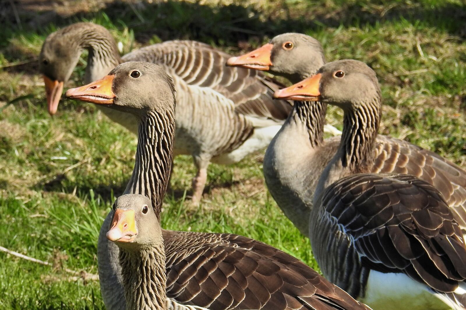 Nikon Coolpix P900 sample photo. Grey geese, geese, poultry photography