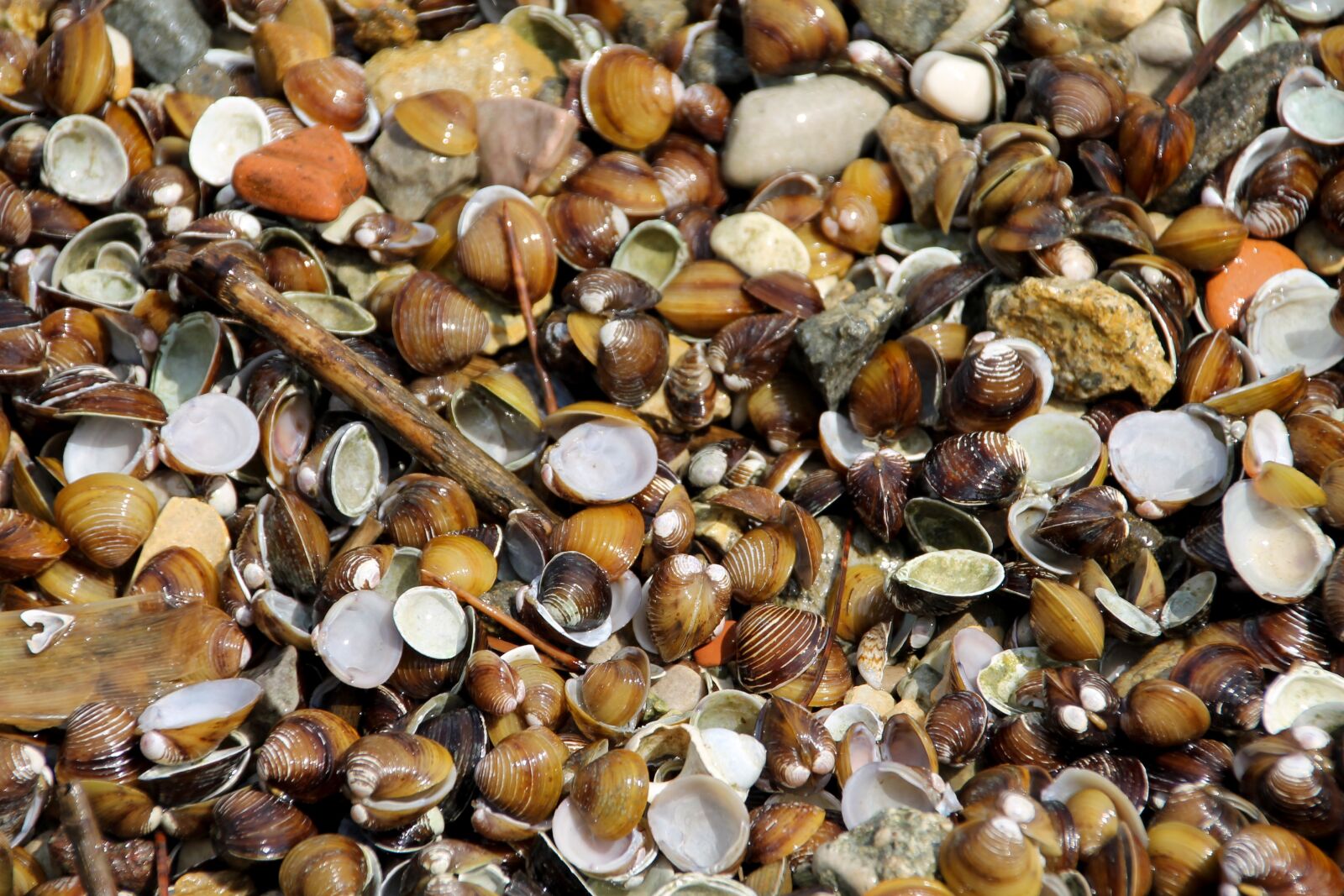 Canon EOS 1100D (EOS Rebel T3 / EOS Kiss X50) sample photo. Mussels, sea, italy photography