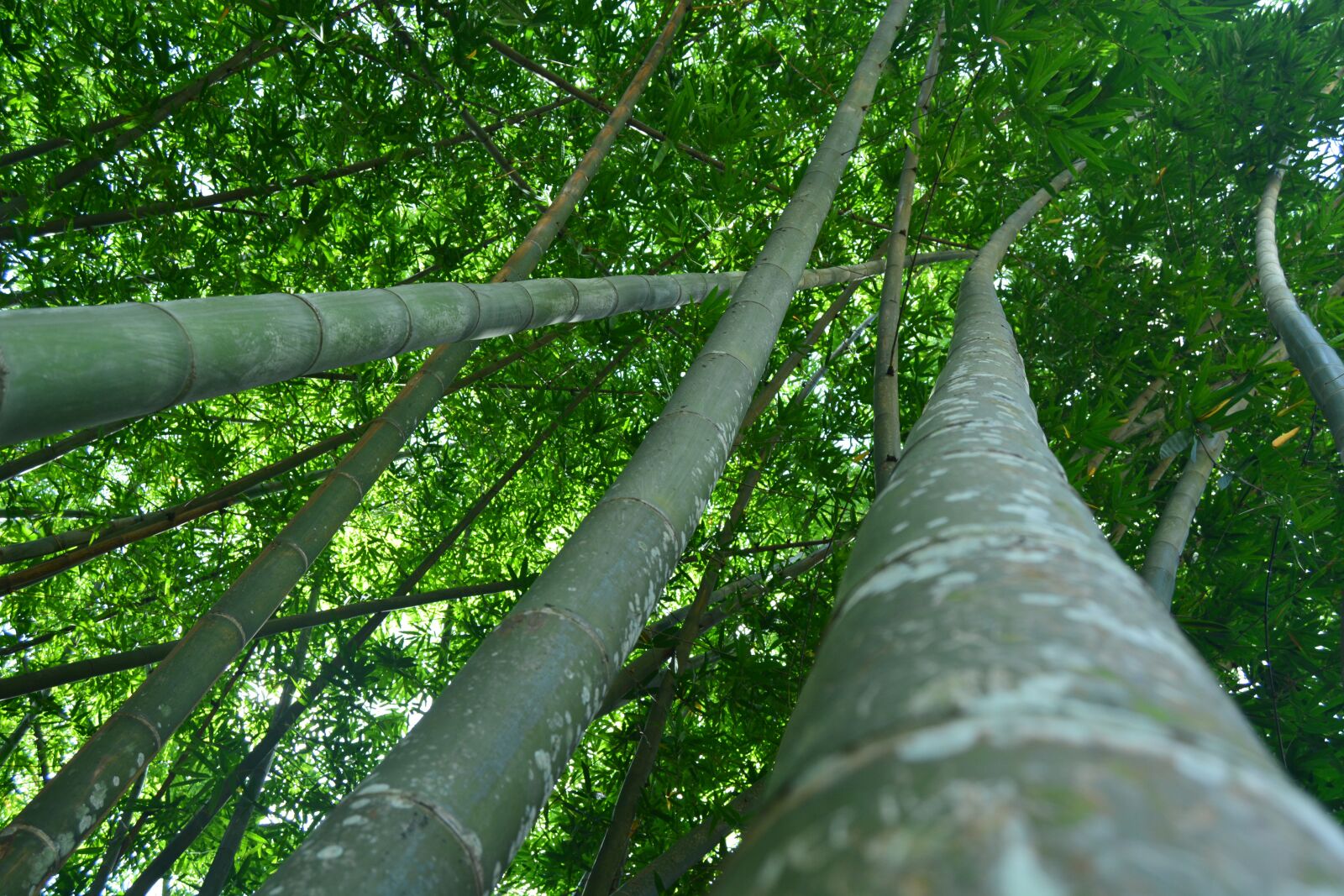 Nikon D5200 sample photo. Peradeniya, botanical, garden photography