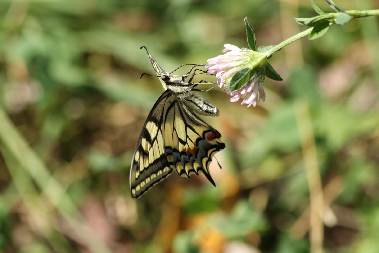 Canon EOS 77D (EOS 9000D / EOS 770D) + Canon EF 70-300mm F4-5.6 IS USM sample photo. Swallowtail, butterfly, summer photography