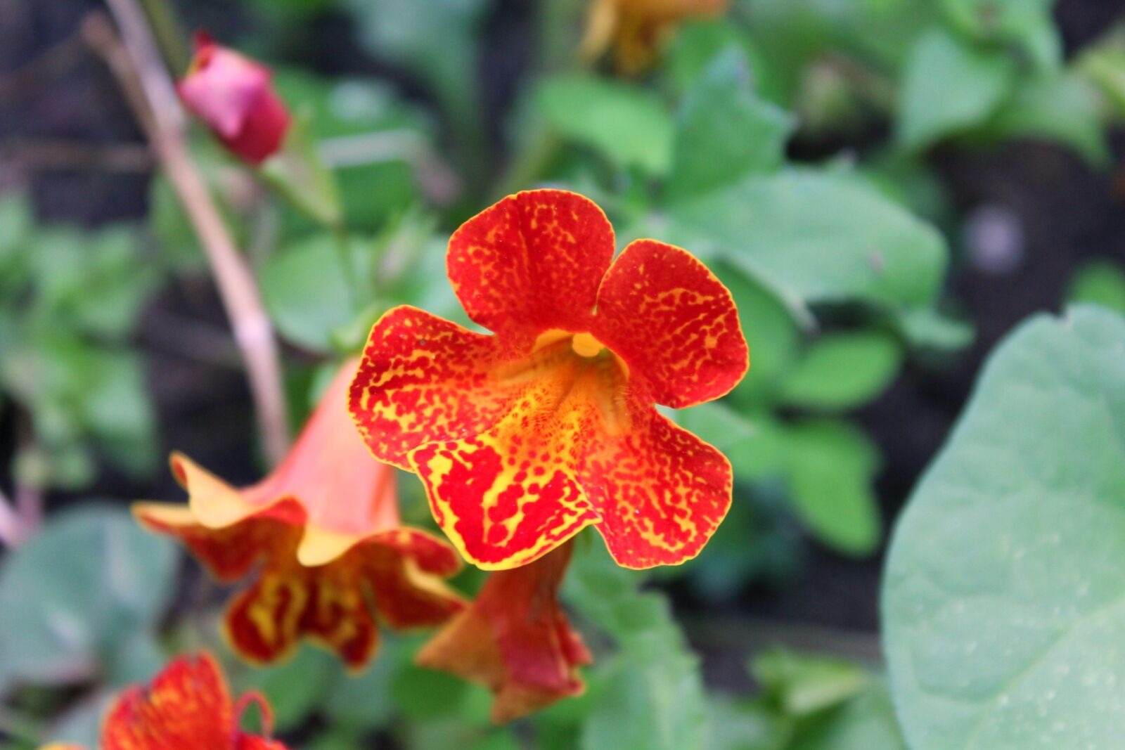 Canon EOS 1200D (EOS Rebel T5 / EOS Kiss X70 / EOS Hi) sample photo. Flower, garden, summer photography