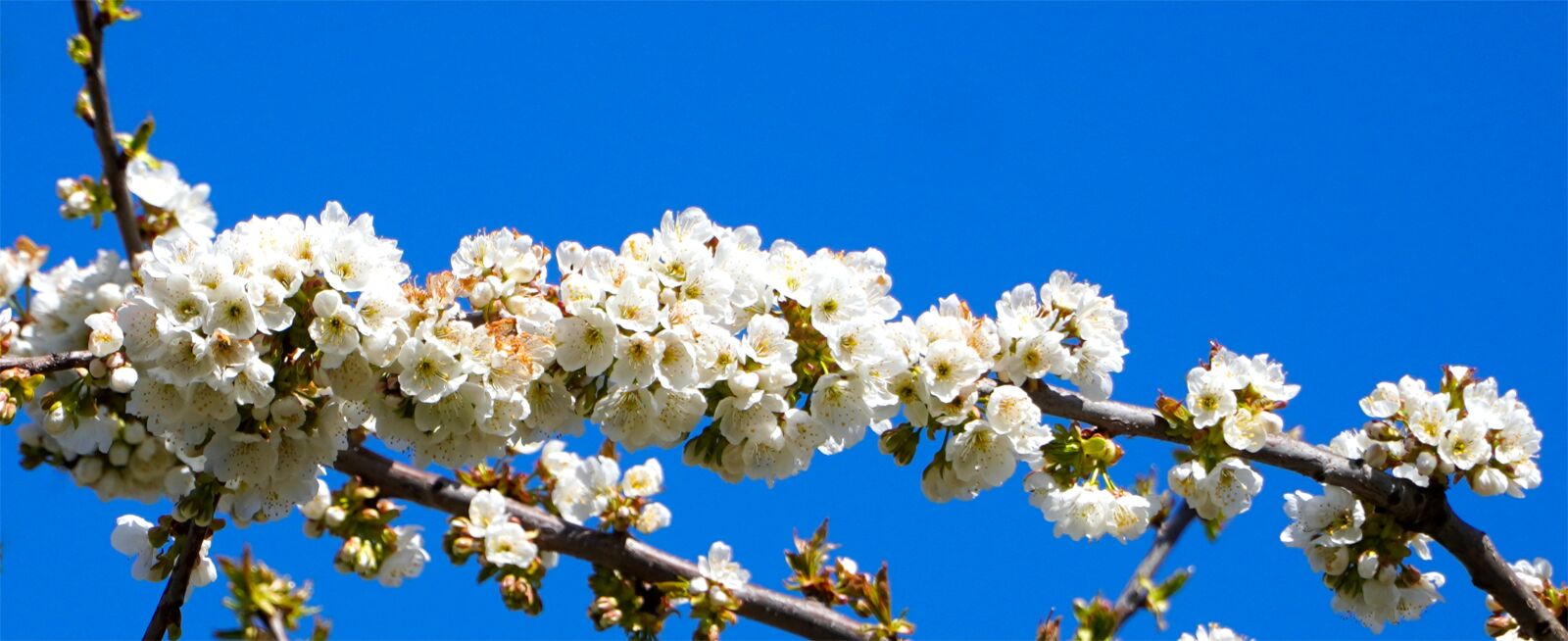 Sony E PZ 18-105mm F4 G OSS sample photo. Cherry blossom, cherry tree photography