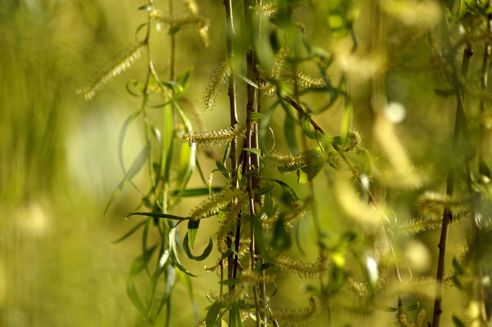 Sony SLT-A58 sample photo. Weeping willow, h ngeweide photography