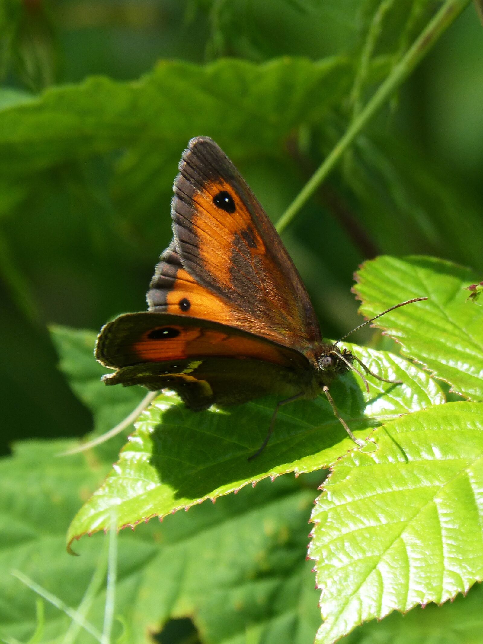 Panasonic DMC-FZ62 sample photo. Pyronia bathseba, butterfly, lobito photography