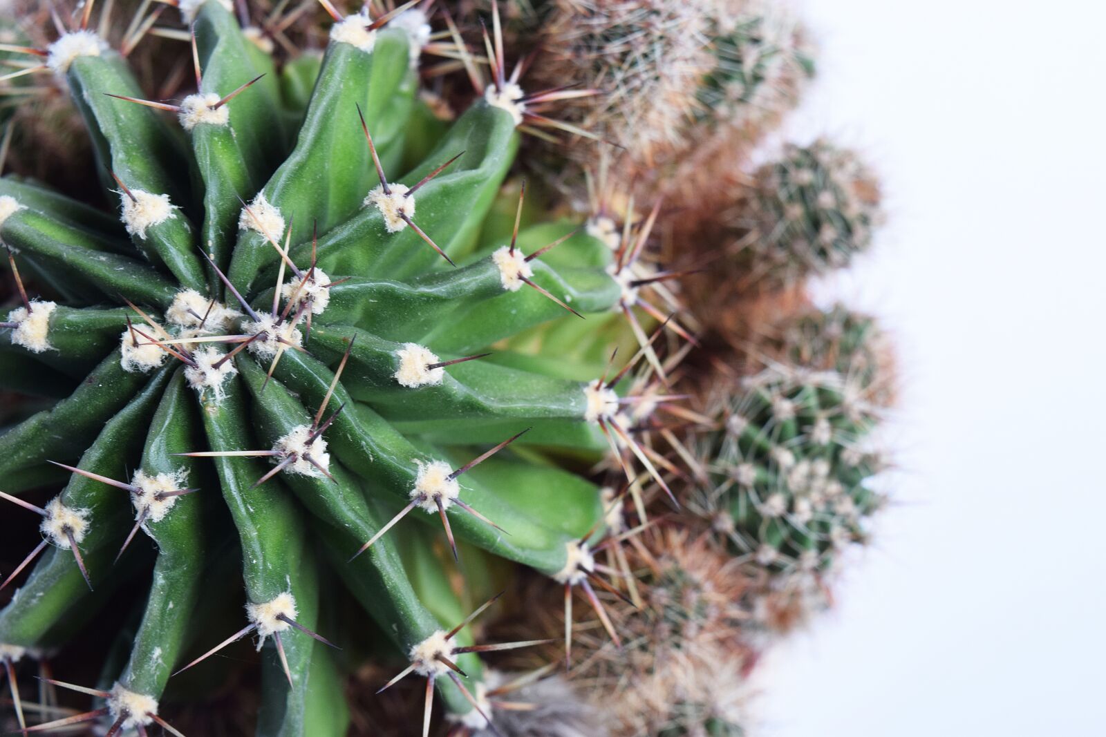 Nikon D3300 sample photo. Succulent, cactus, botanical photography
