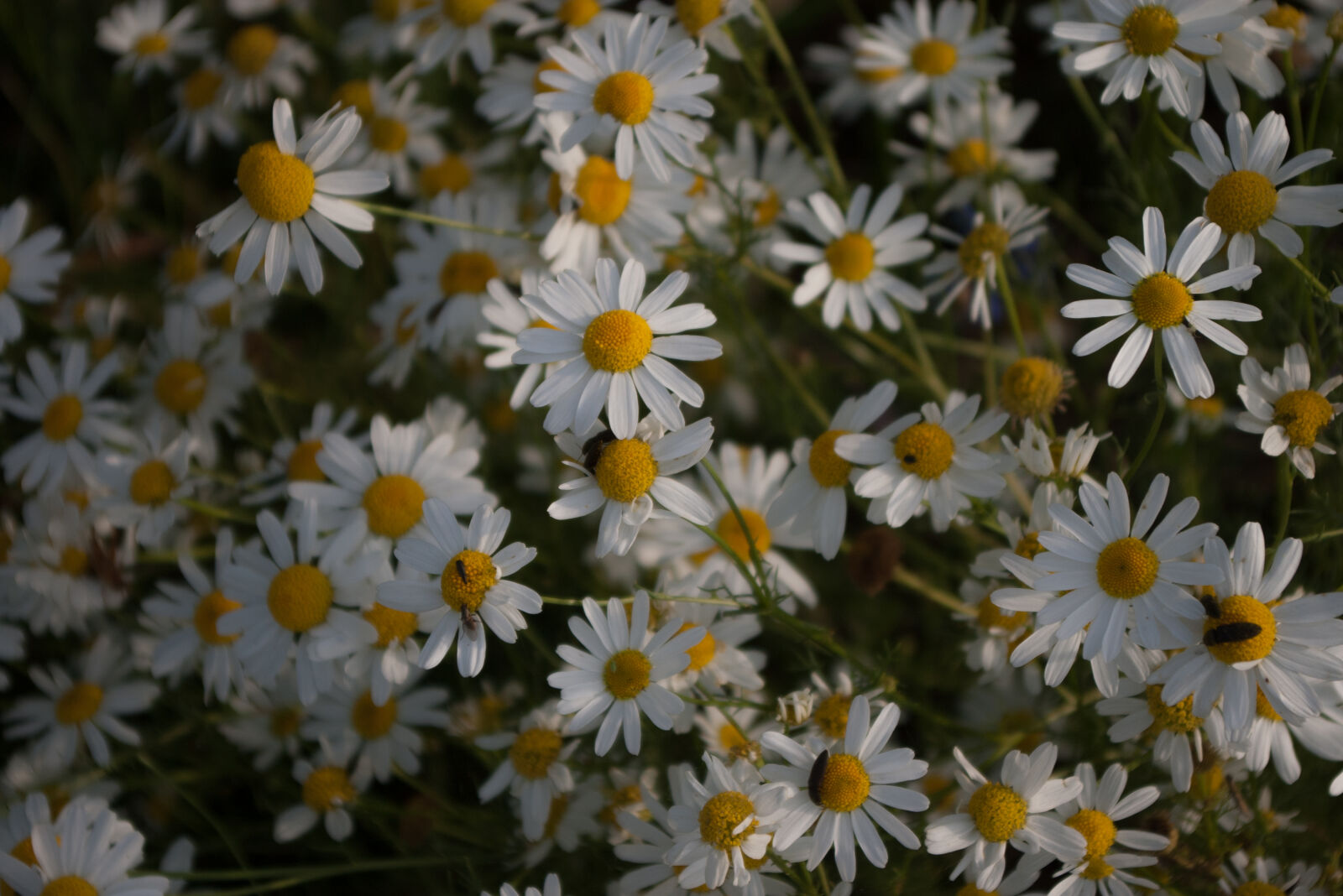 Pentax *ist DS sample photo