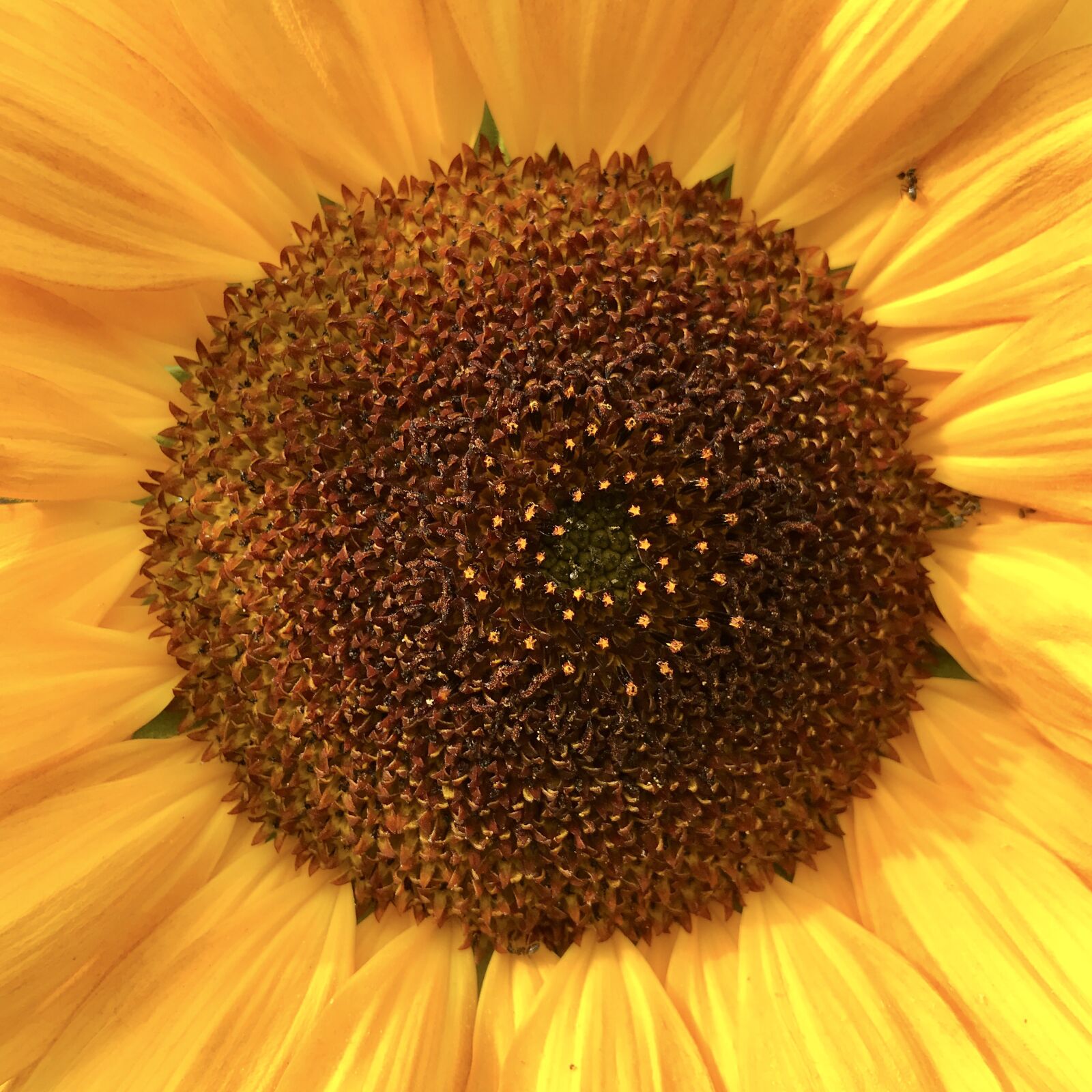 iPhone 7 back camera 3.99mm f/1.8 sample photo. Sunflower, composites, blossom photography