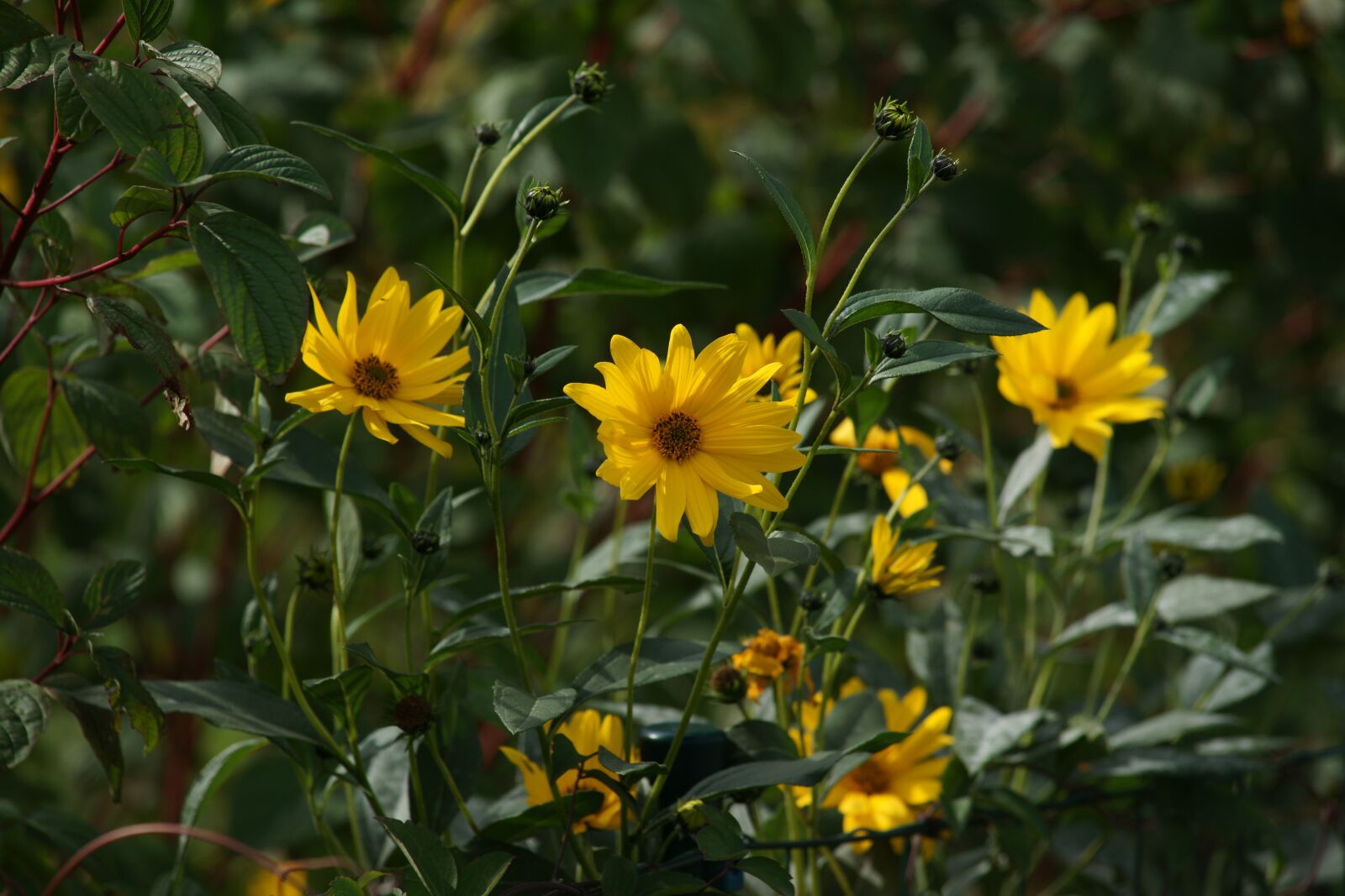 Sony Alpha DSLR-A900 sample photo. Yellow flowers, flowers, nature photography