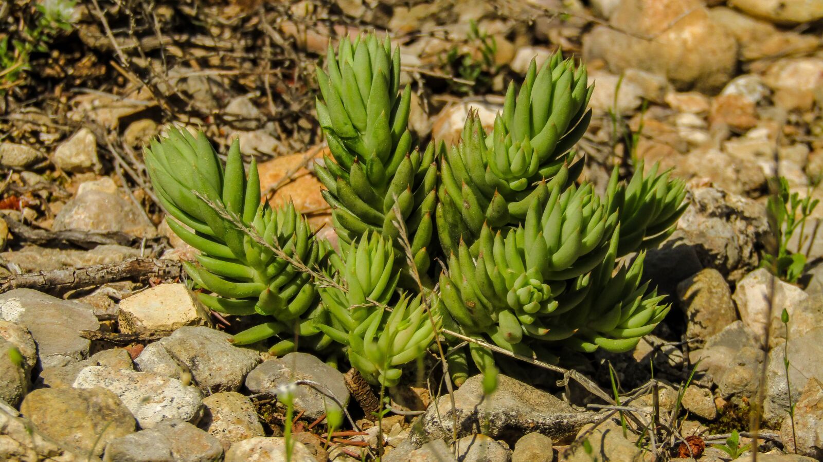 Canon PowerShot SX410 IS sample photo. Nature, plant, outdoors photography
