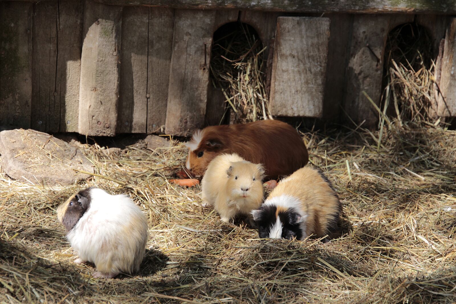Canon EOS 700D (EOS Rebel T5i / EOS Kiss X7i) sample photo. Guinea pig, family, nature photography
