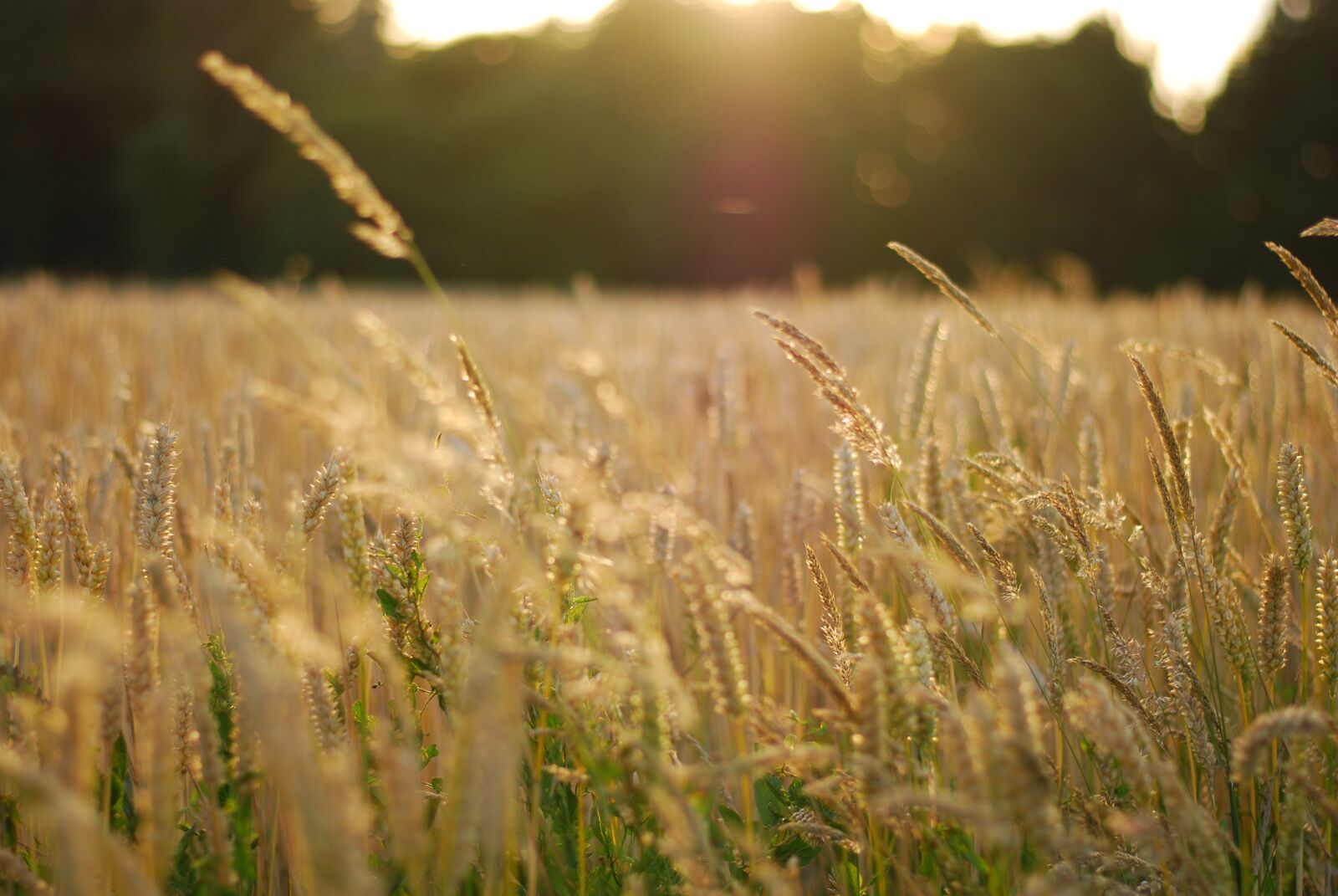 Nikon D80 sample photo. Field, sundown, beautiful photography