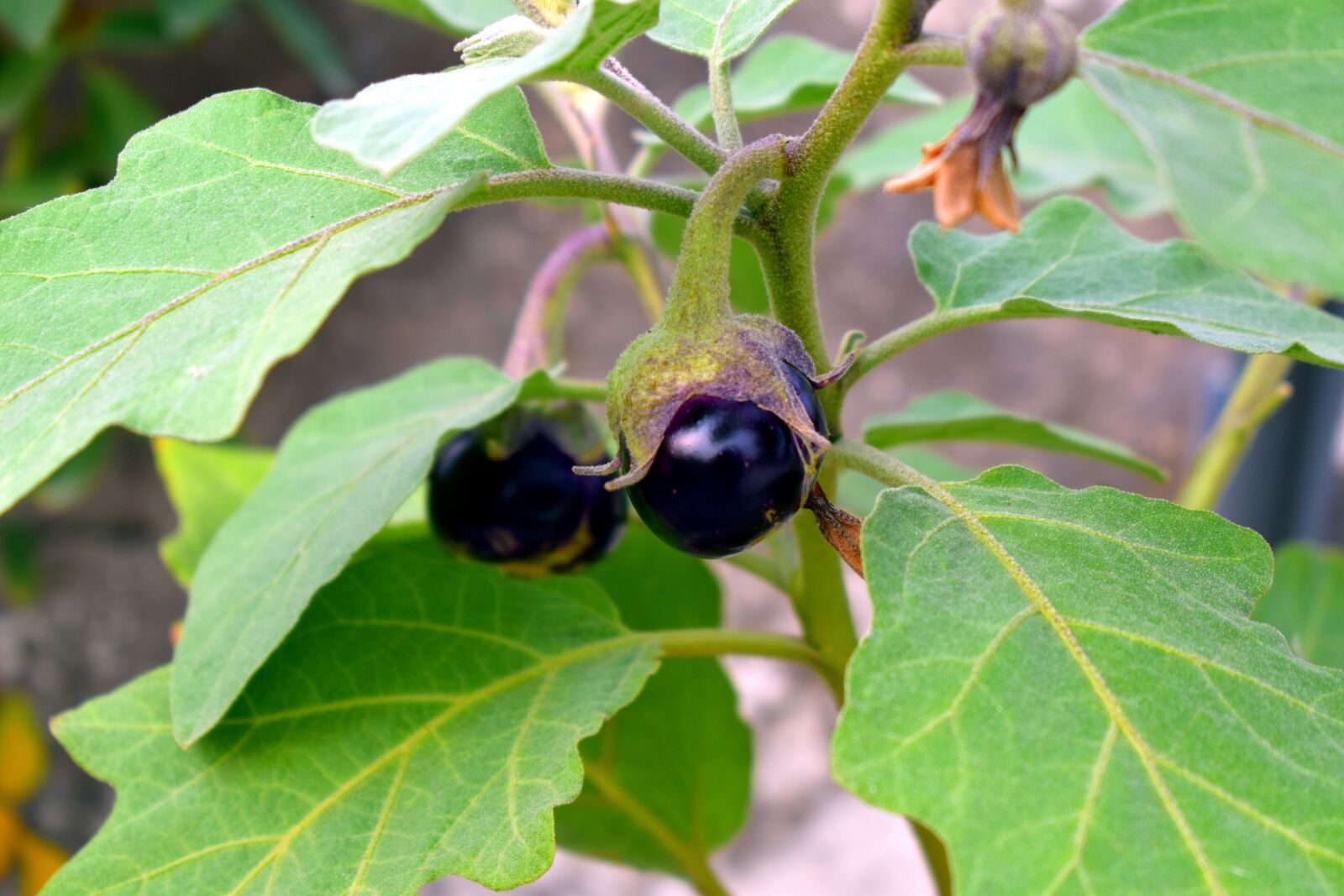 Nikon D5600 sample photo. Aubergine, brinjal, eggplant photography