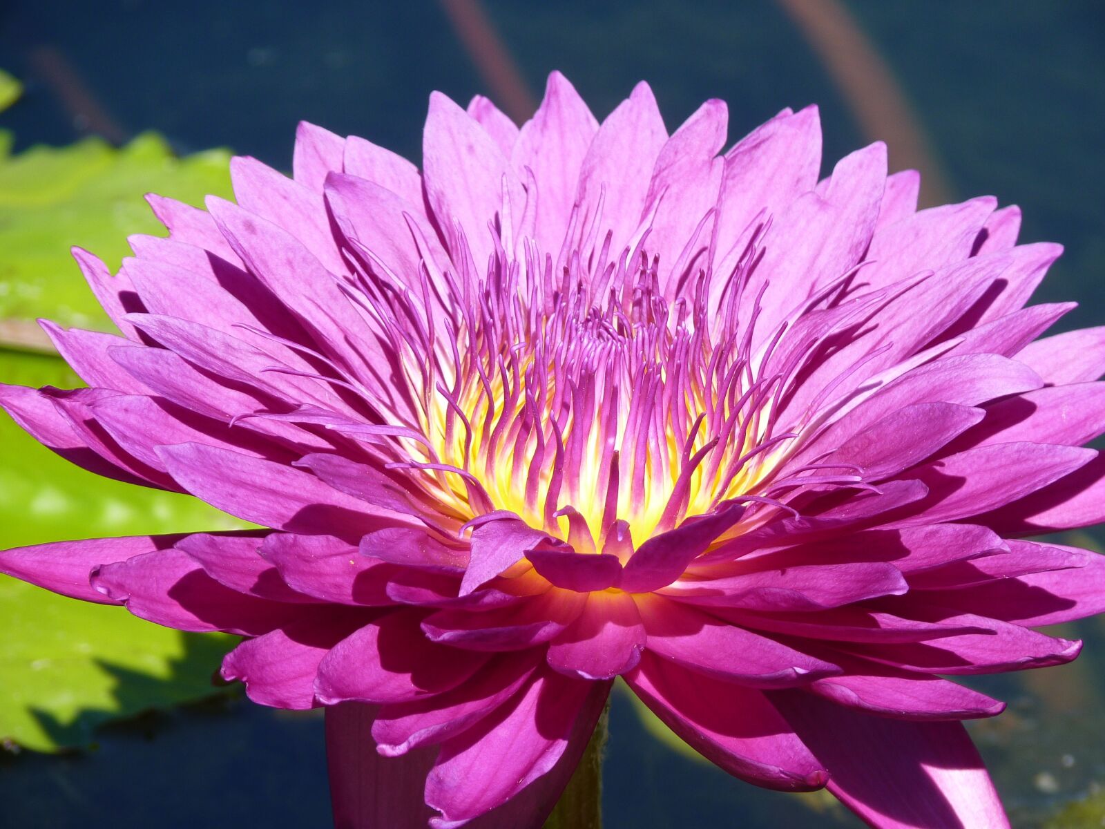Panasonic Lumix DMC-FZ35 (Lumix DMC-FZ38) sample photo. Water lily, pink, water photography