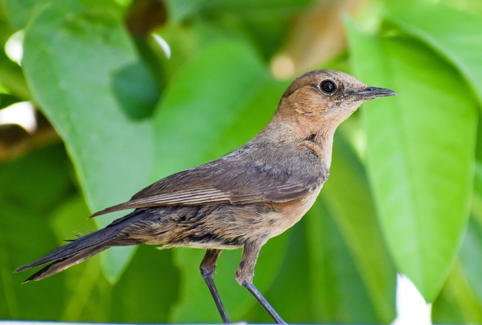 Nikon D3300 sample photo. Bird, perched, nature photography