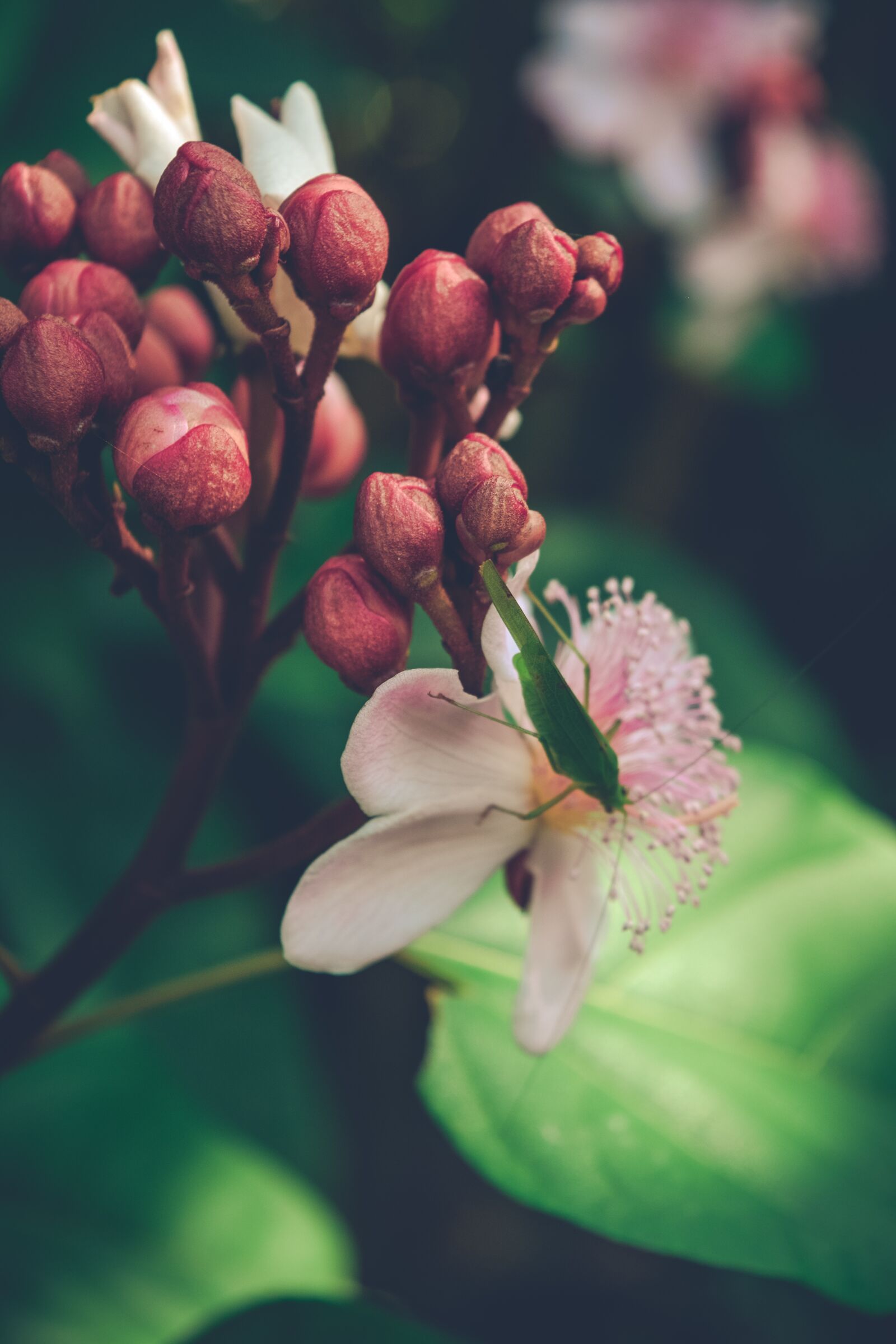Nikon D5300 sample photo. Nature, photography, flowers photography
