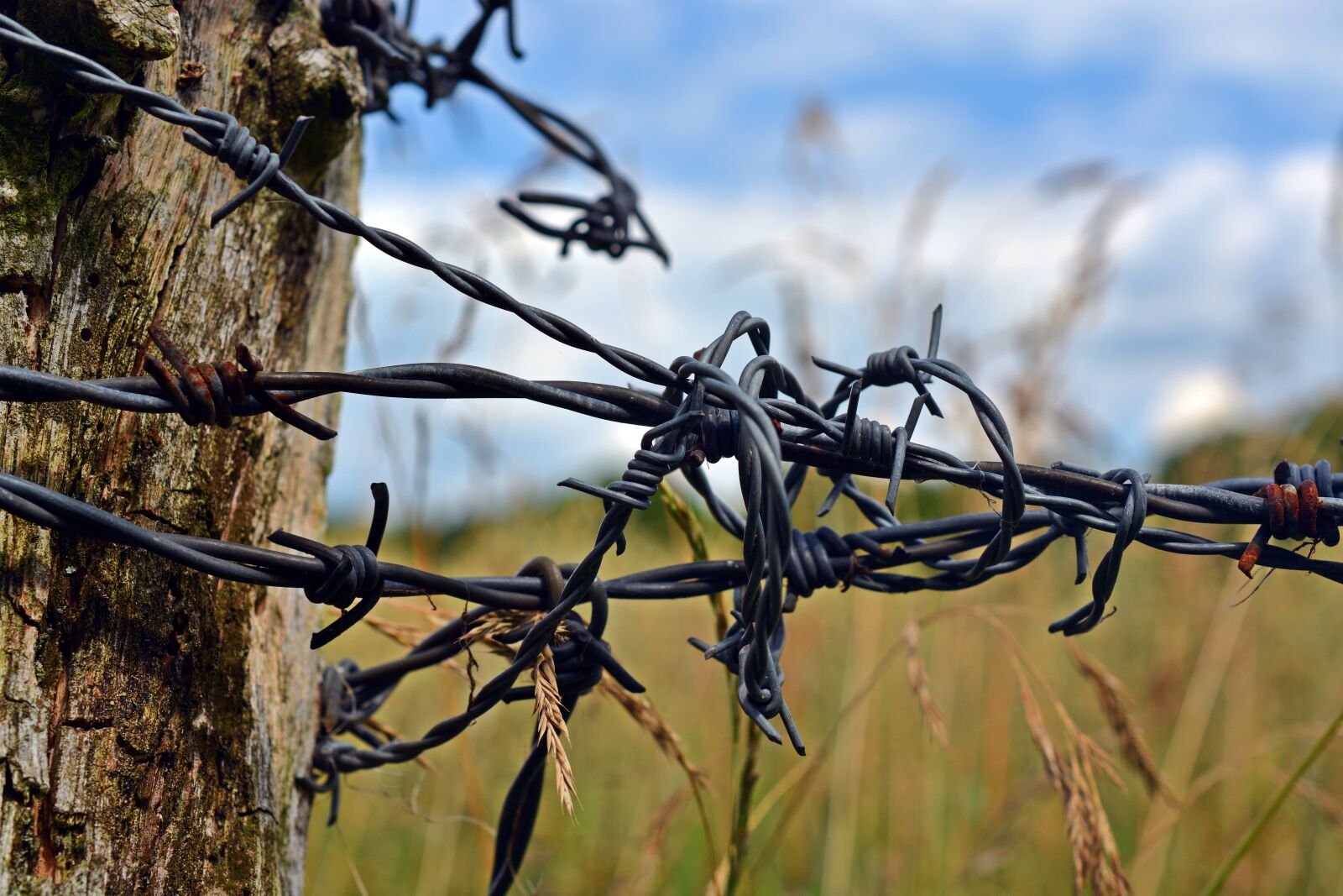 Nikon D5200 sample photo. Barbed wire, fence post photography