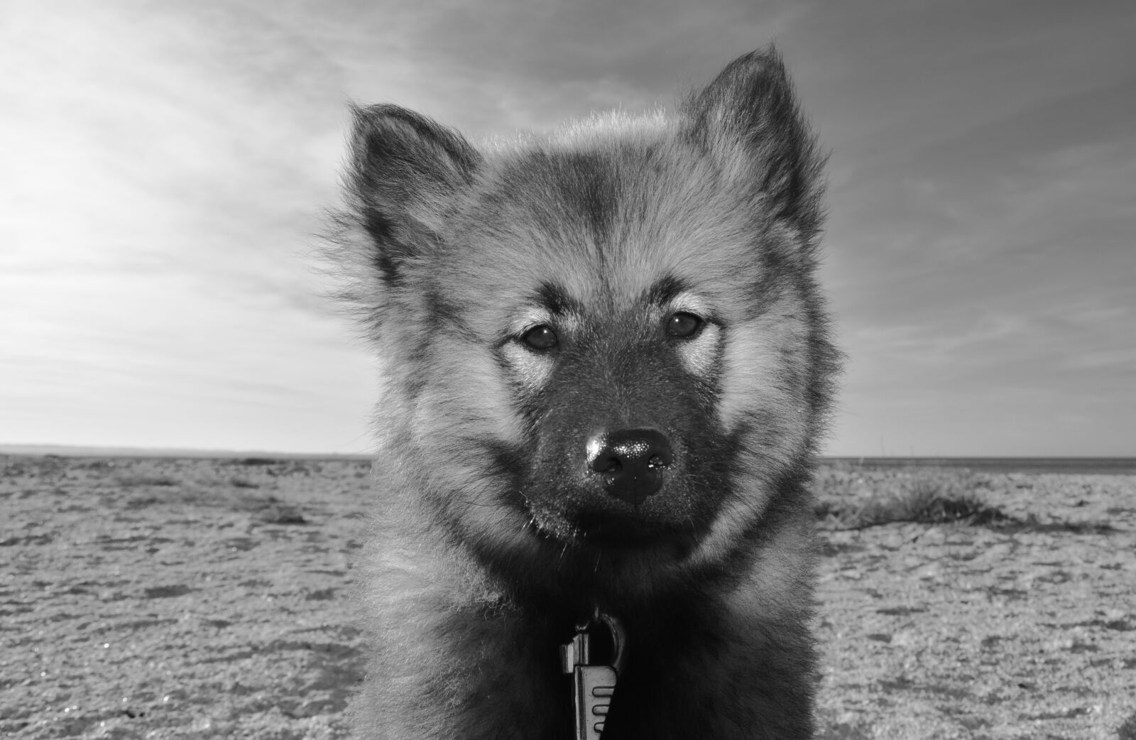 Nikon D5200 sample photo. Dog, pup, young puppy photography