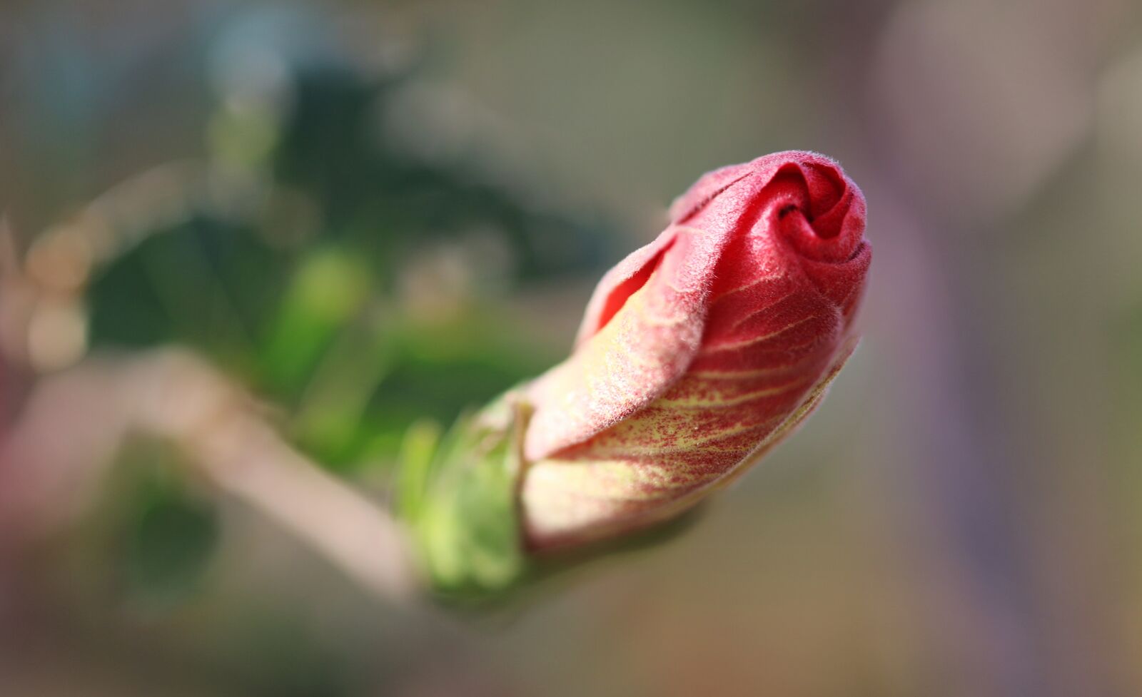 Canon EOS 70D + Canon EF 100mm F2.8 Macro USM sample photo. Flower, rose, red rose photography