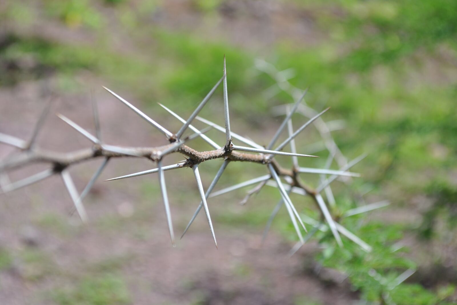 Nikon D3000 sample photo. Thorns, huizache, nature photography