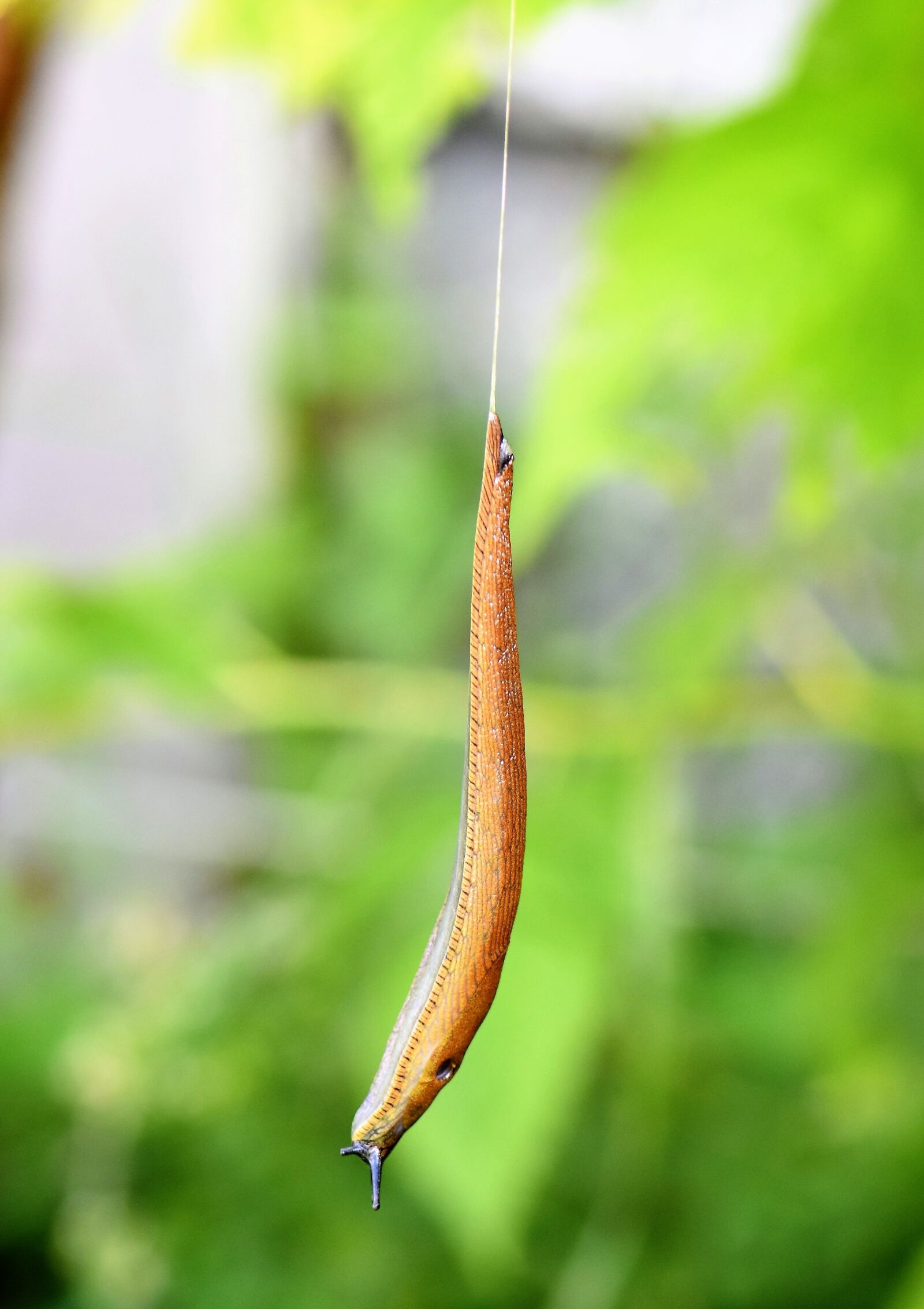 Nikon D5500 sample photo. Slug, snail, mollusk photography