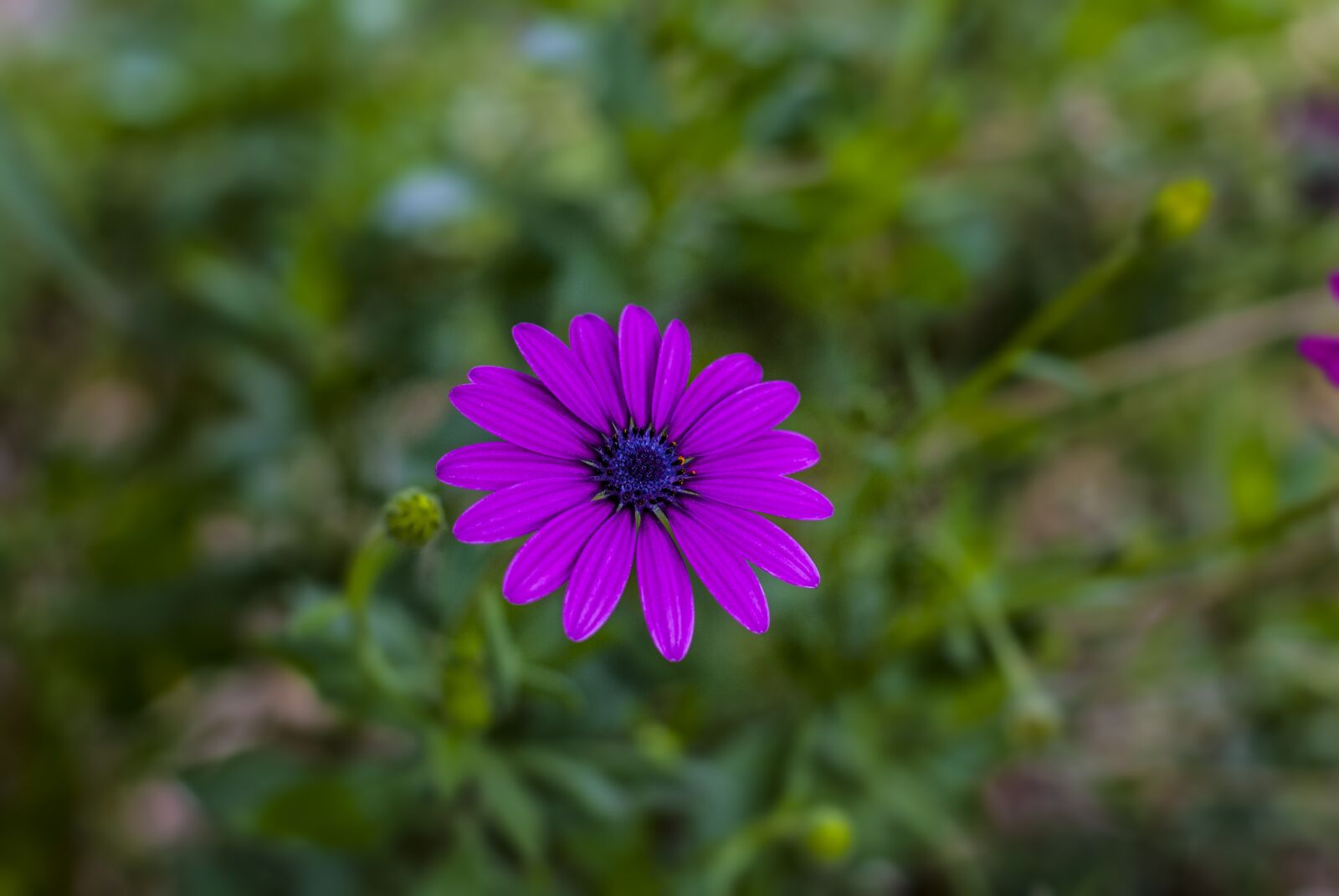 Nikon D60 sample photo. G rbela, flower gerbel photography