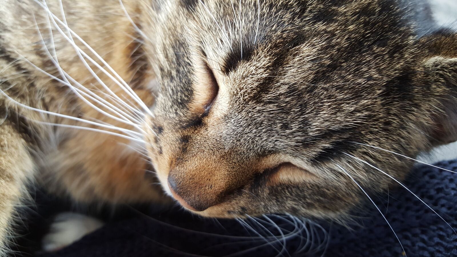 Samsung Galaxy S6 sample photo. Cats, cat, pet photography