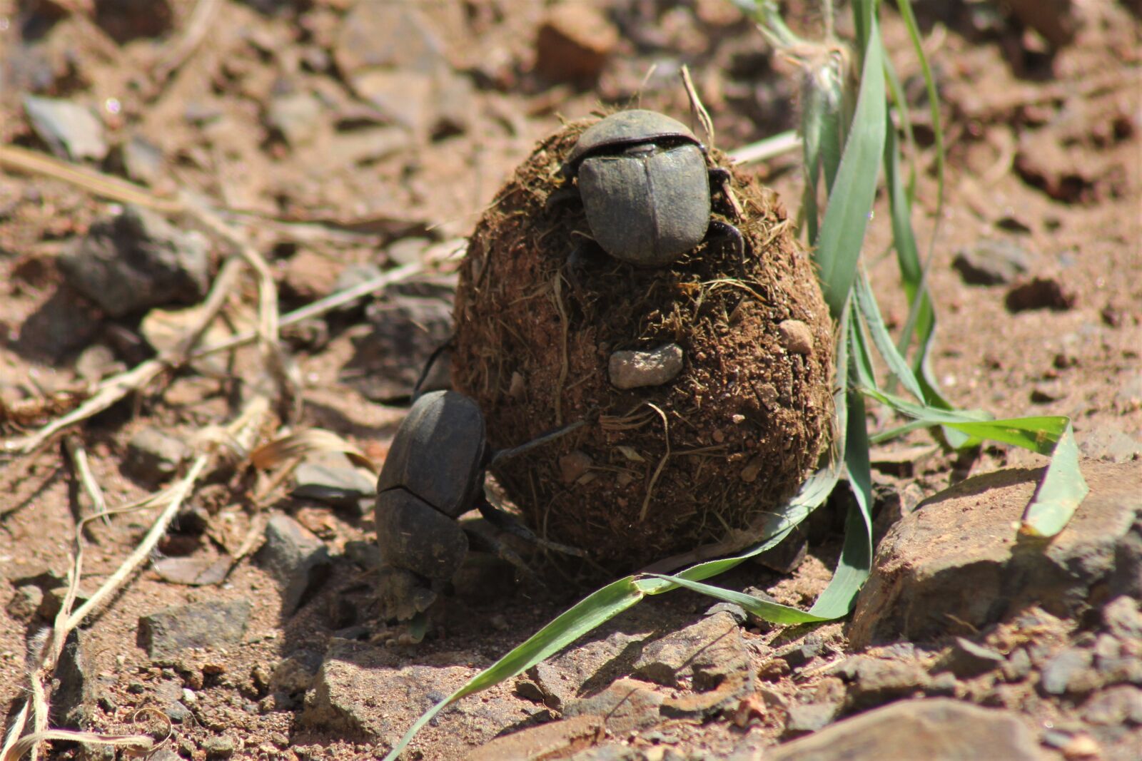 Canon EOS 60D sample photo. Dung beetle, beetle, rollers photography