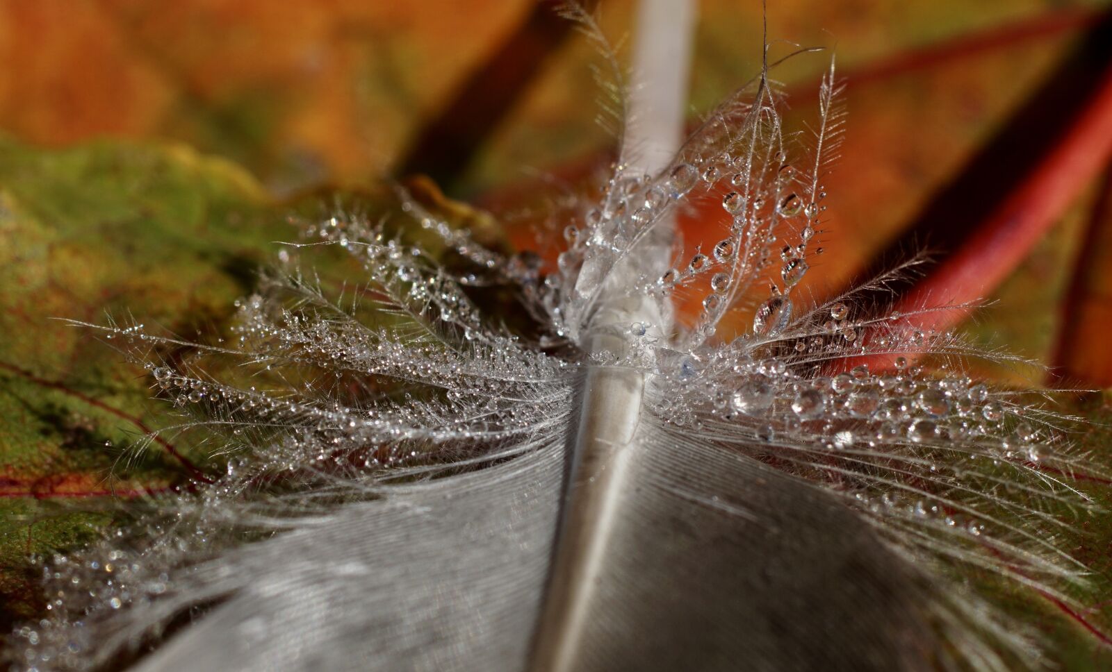 Sony ILCA-77M2 + Tamron SP AF 90mm F2.8 Di Macro sample photo. Duck feather, leaves, fall photography