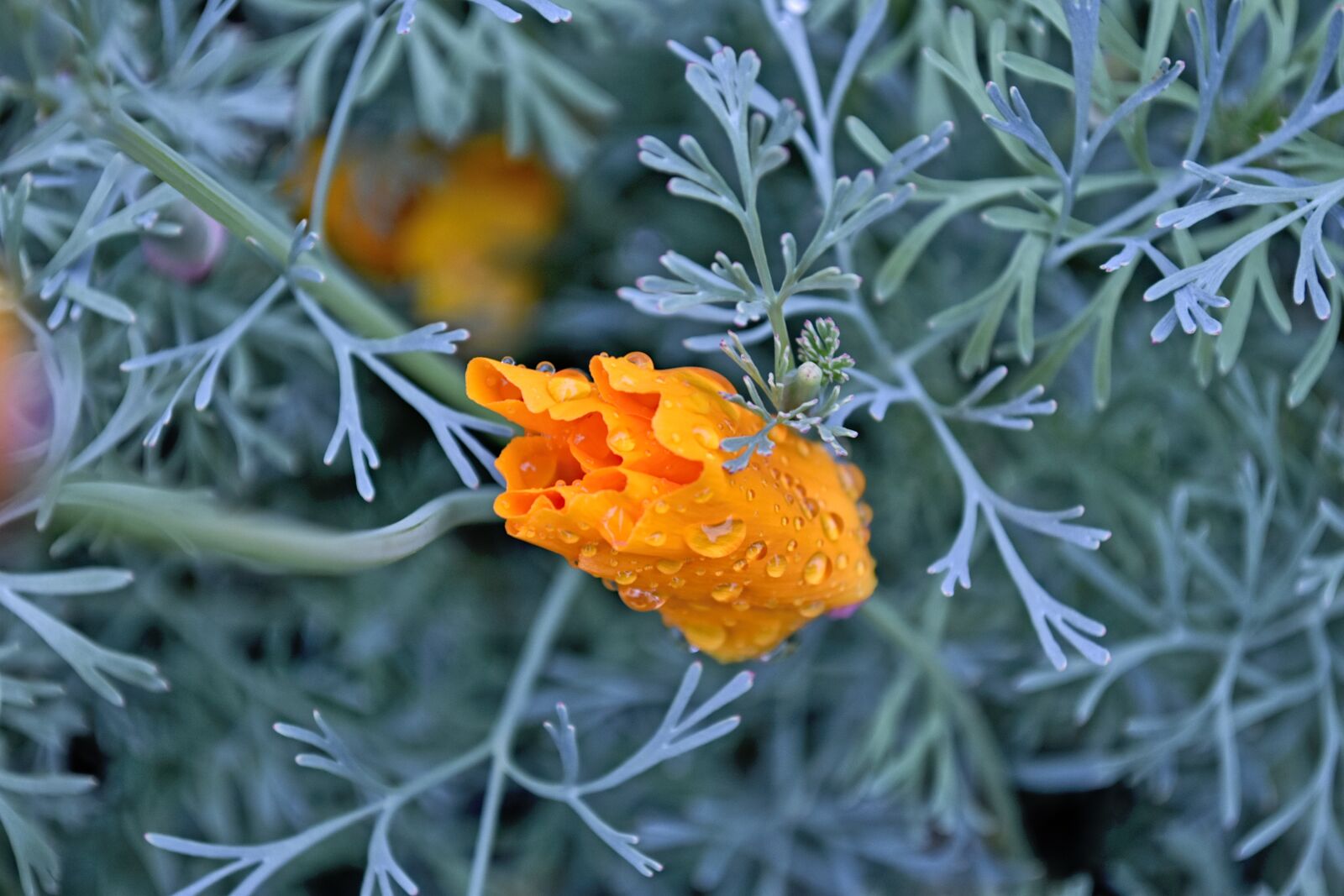 Nikon D5500 sample photo. Californian poppy, poppy, orange photography