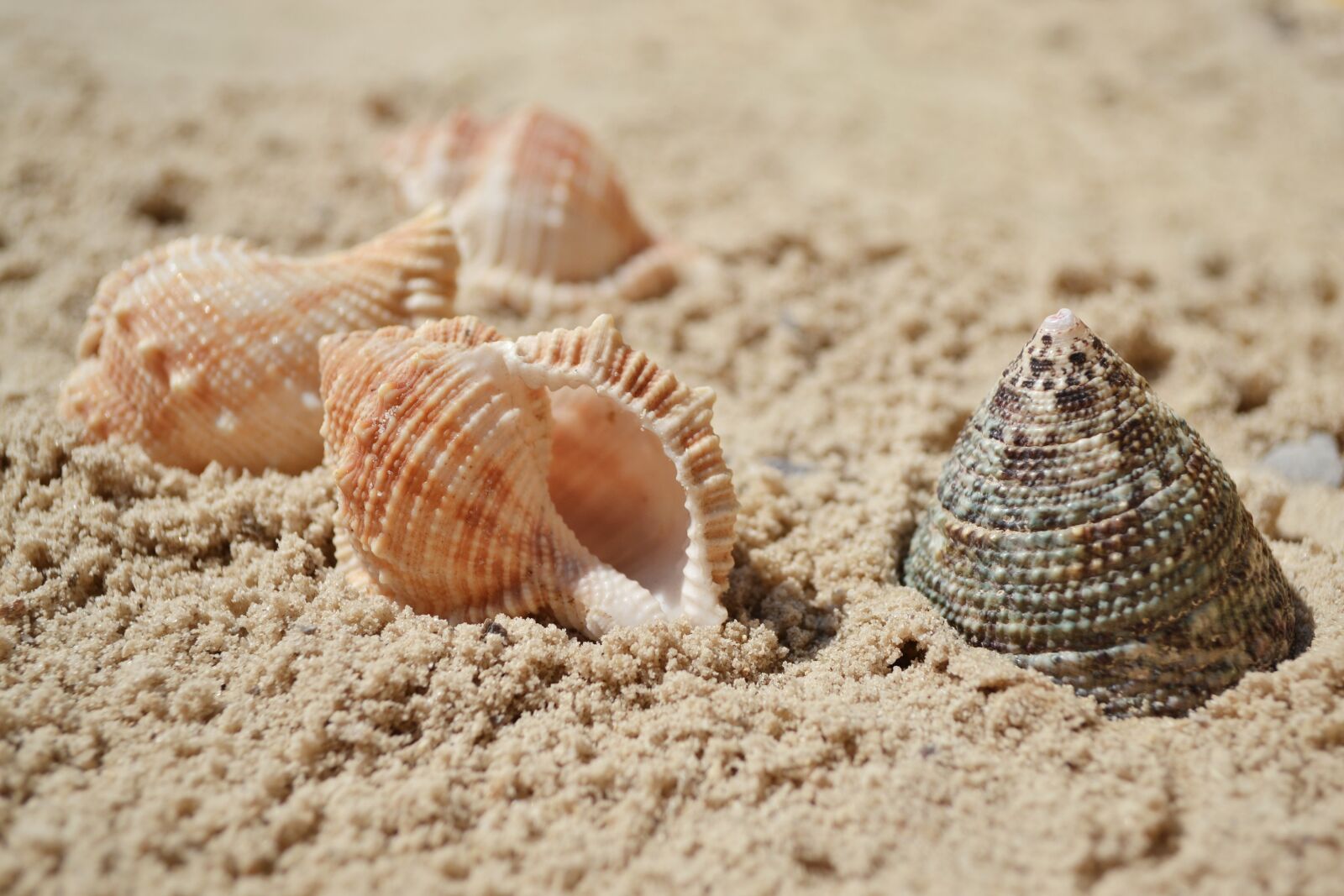 Nikon D3100 sample photo. Sea, seashells, sand photography