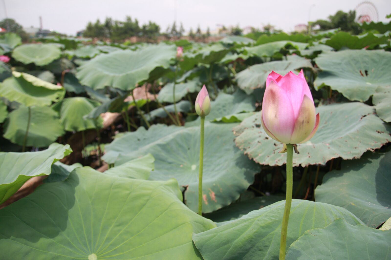 Canon EOS 60D sample photo. Flower, lotus, dress photography