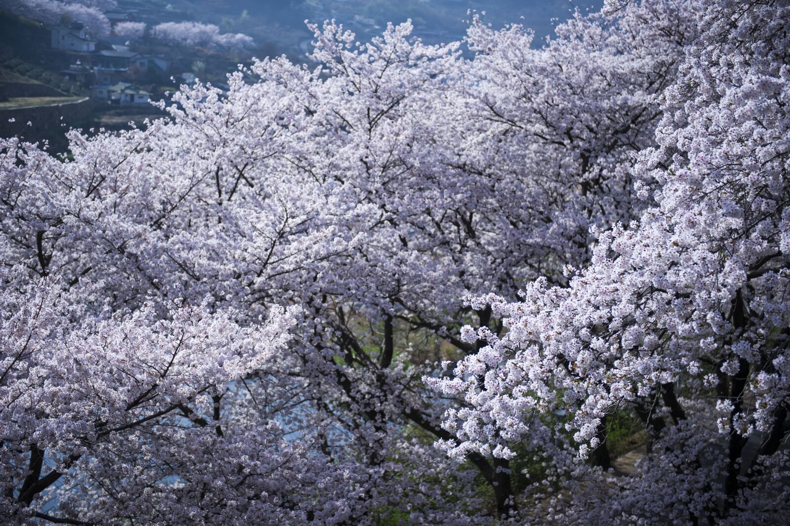 Nikon D3S sample photo. Season, cherry tree, cherry photography