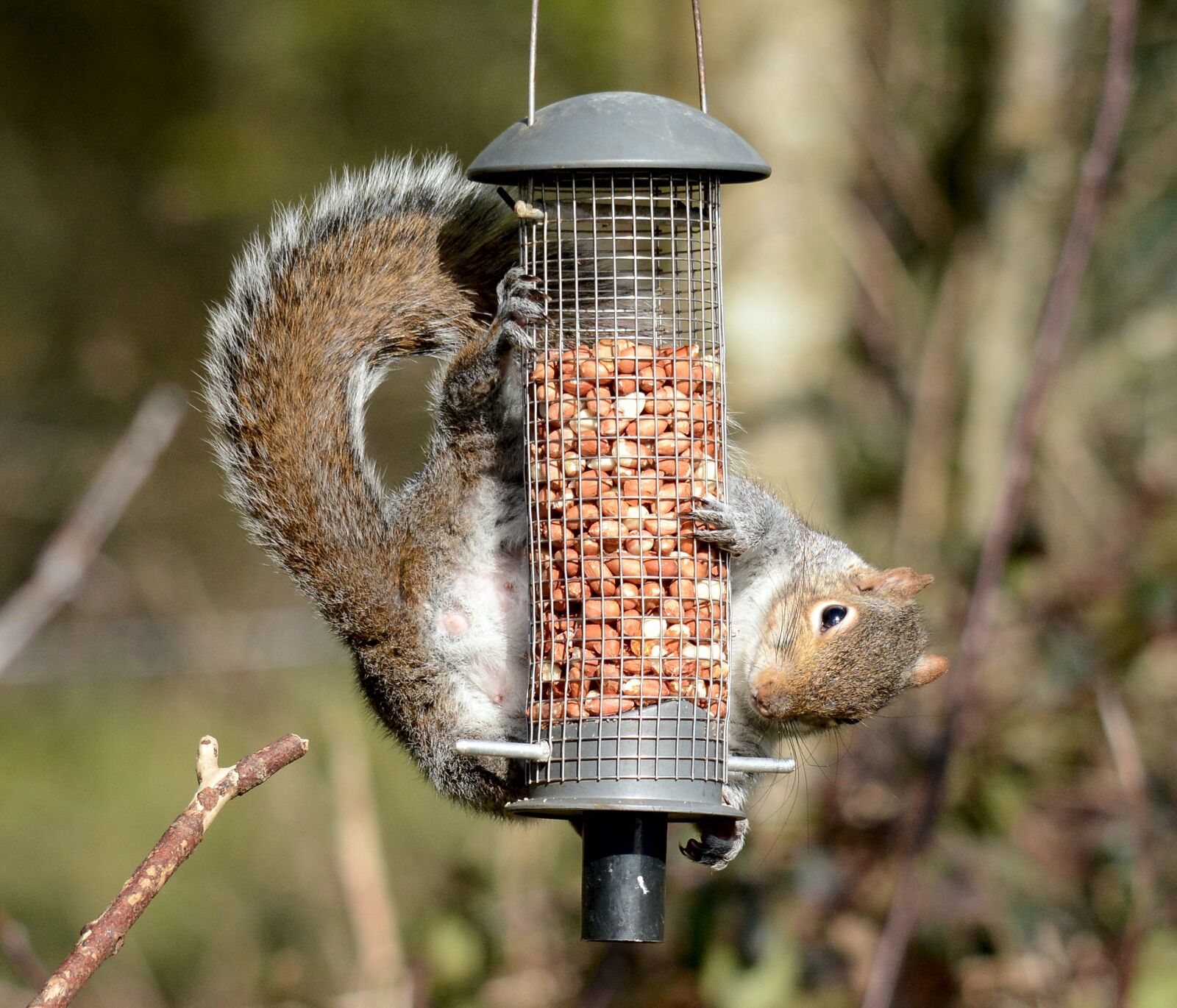 Nikon D7100 sample photo. Eater, wildlife, squirrel photography
