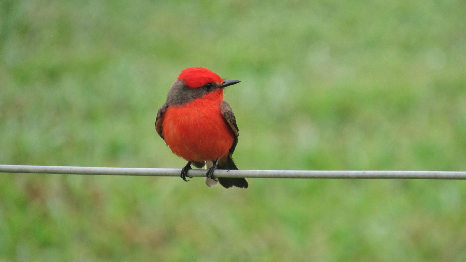 Canon PowerShot SX530 HS sample photo. Bird, wildlife, nature photography