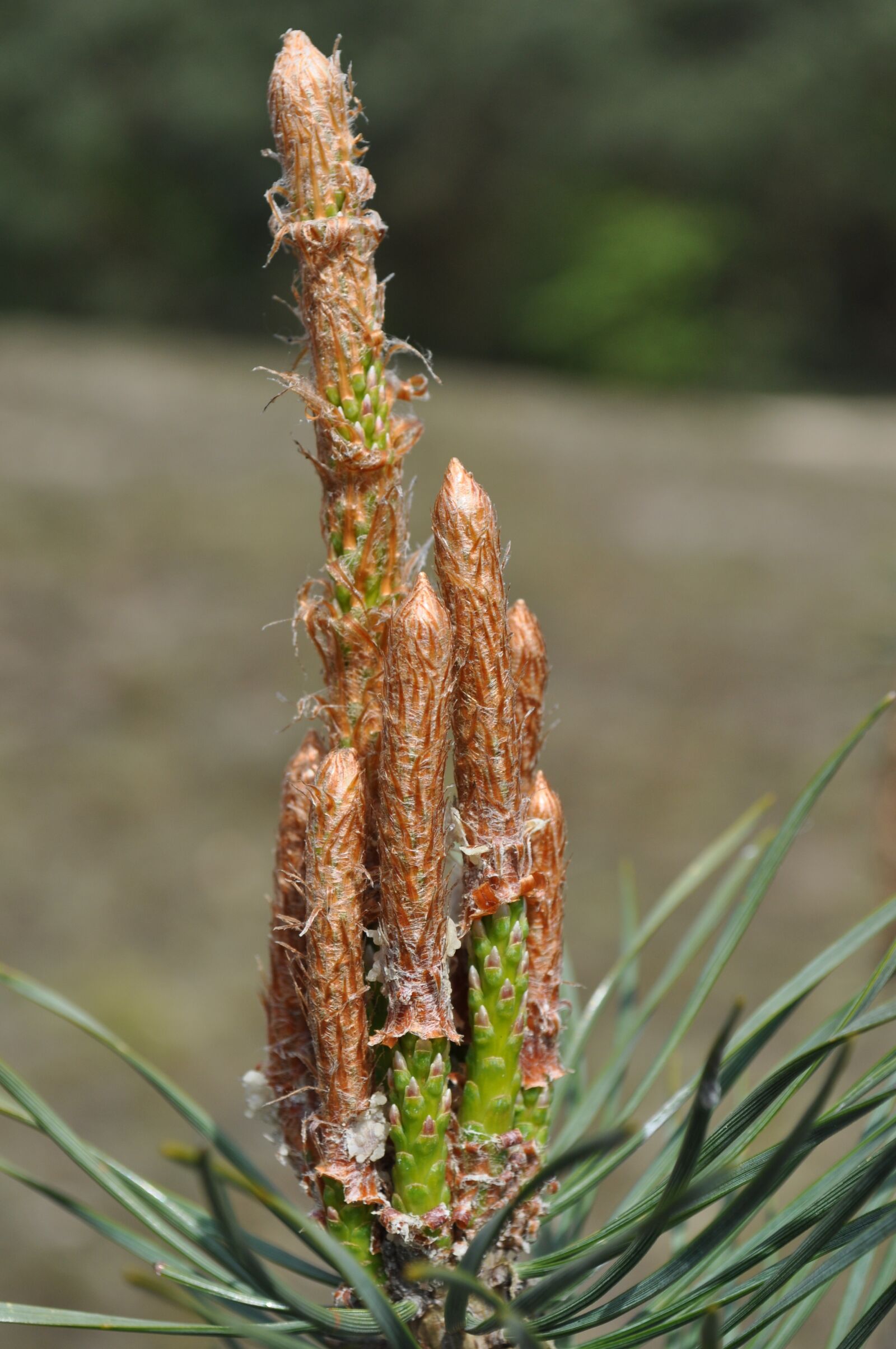 Nikon D5000 sample photo. Nature, macro, closeup photography